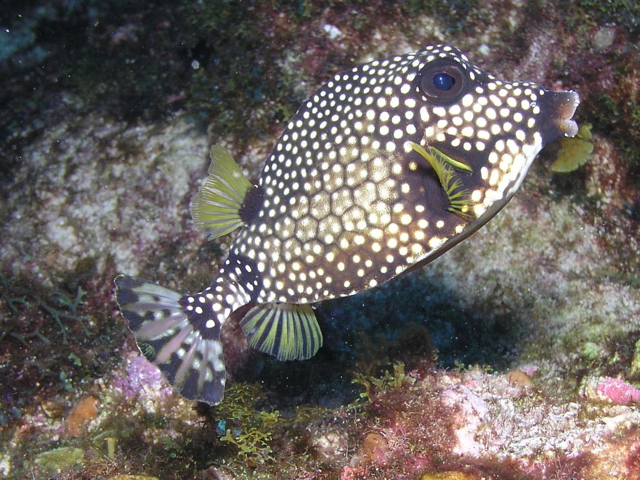 boxfish