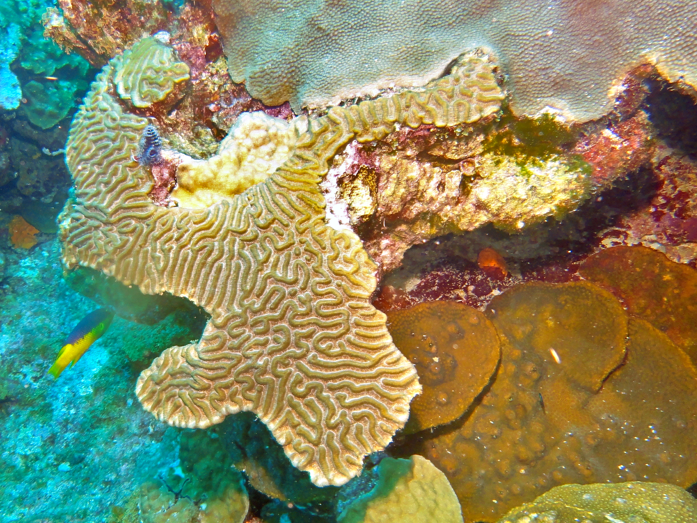 Brain coral on the West Bank