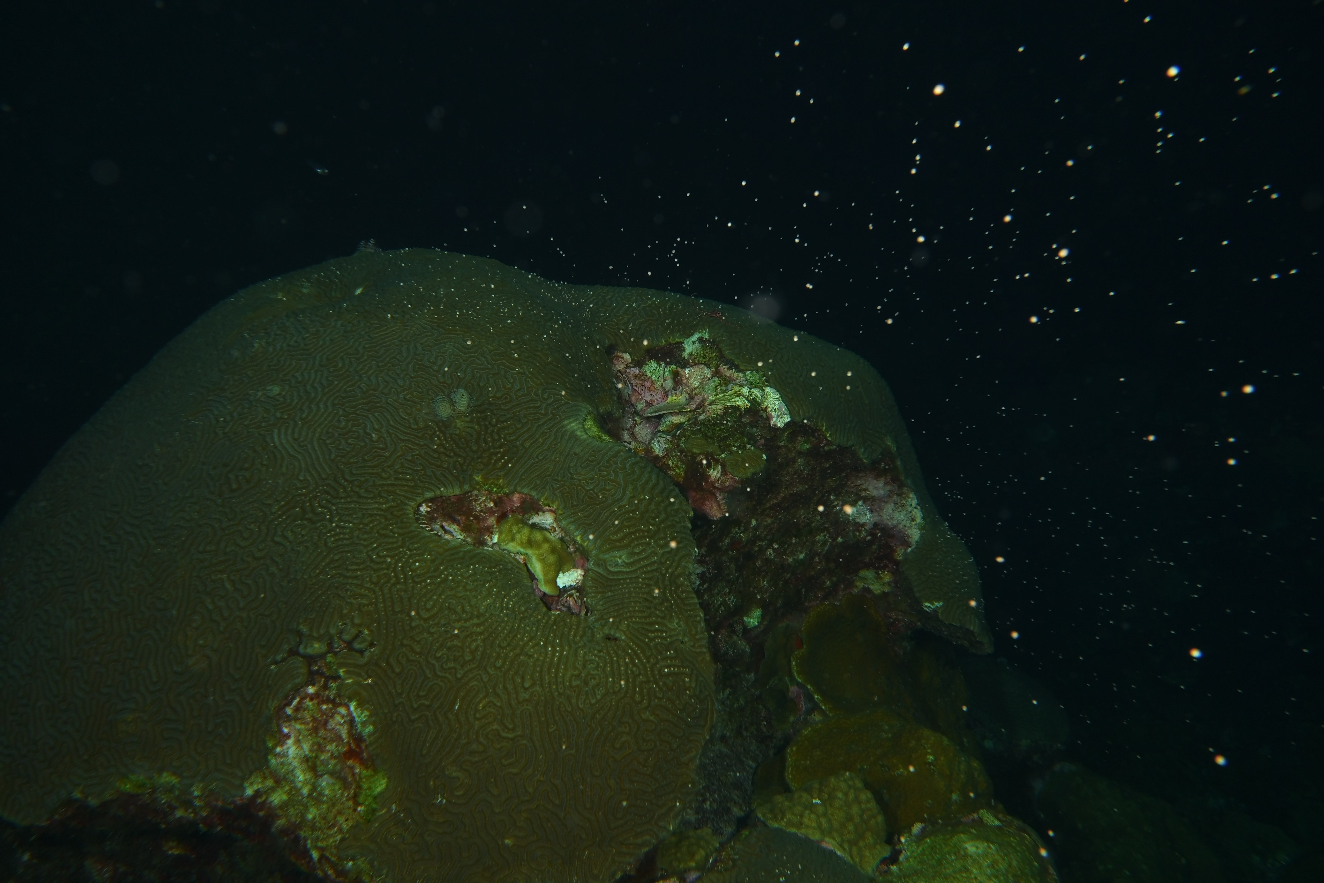 Brain coral spawning
