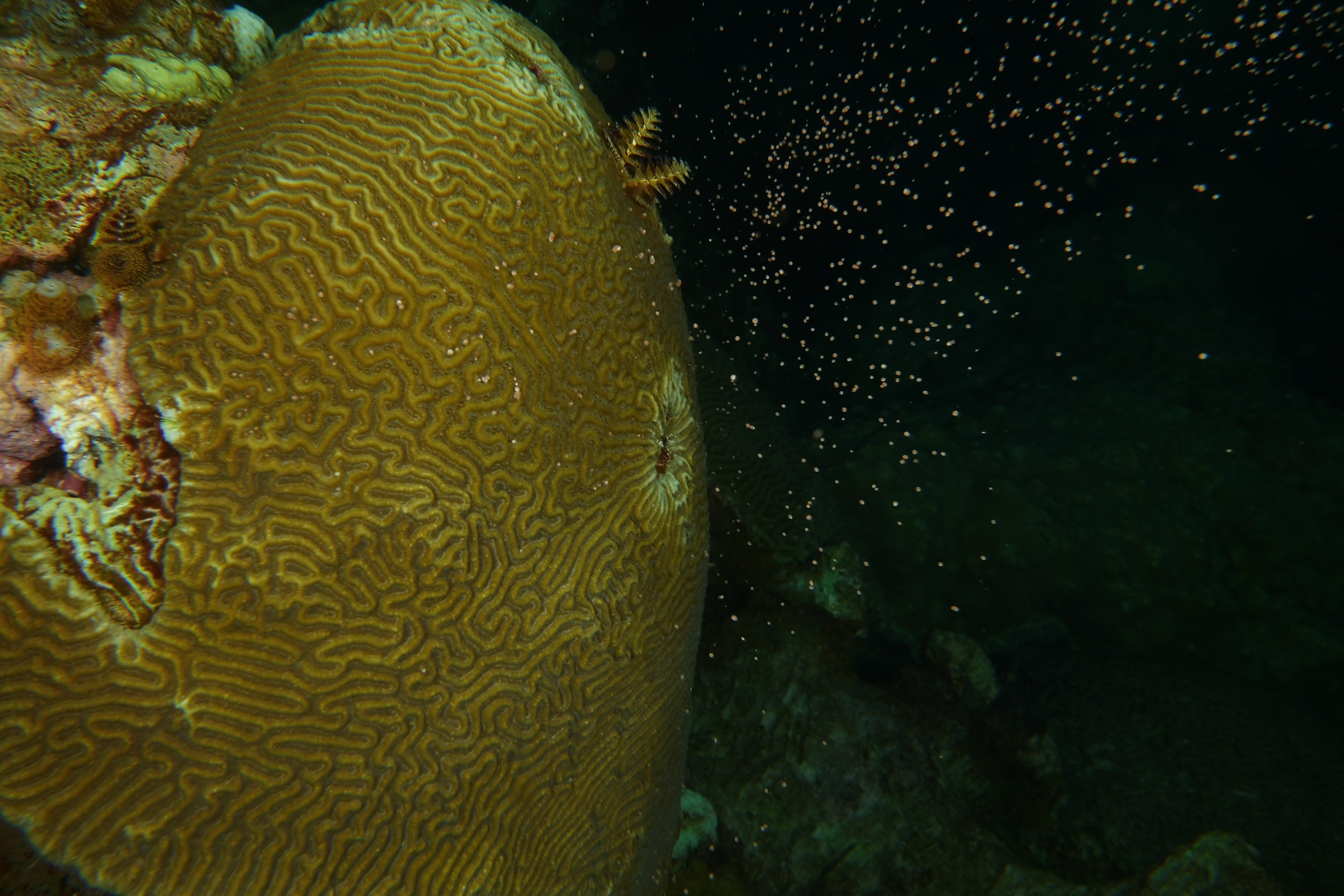Brain coral spawning