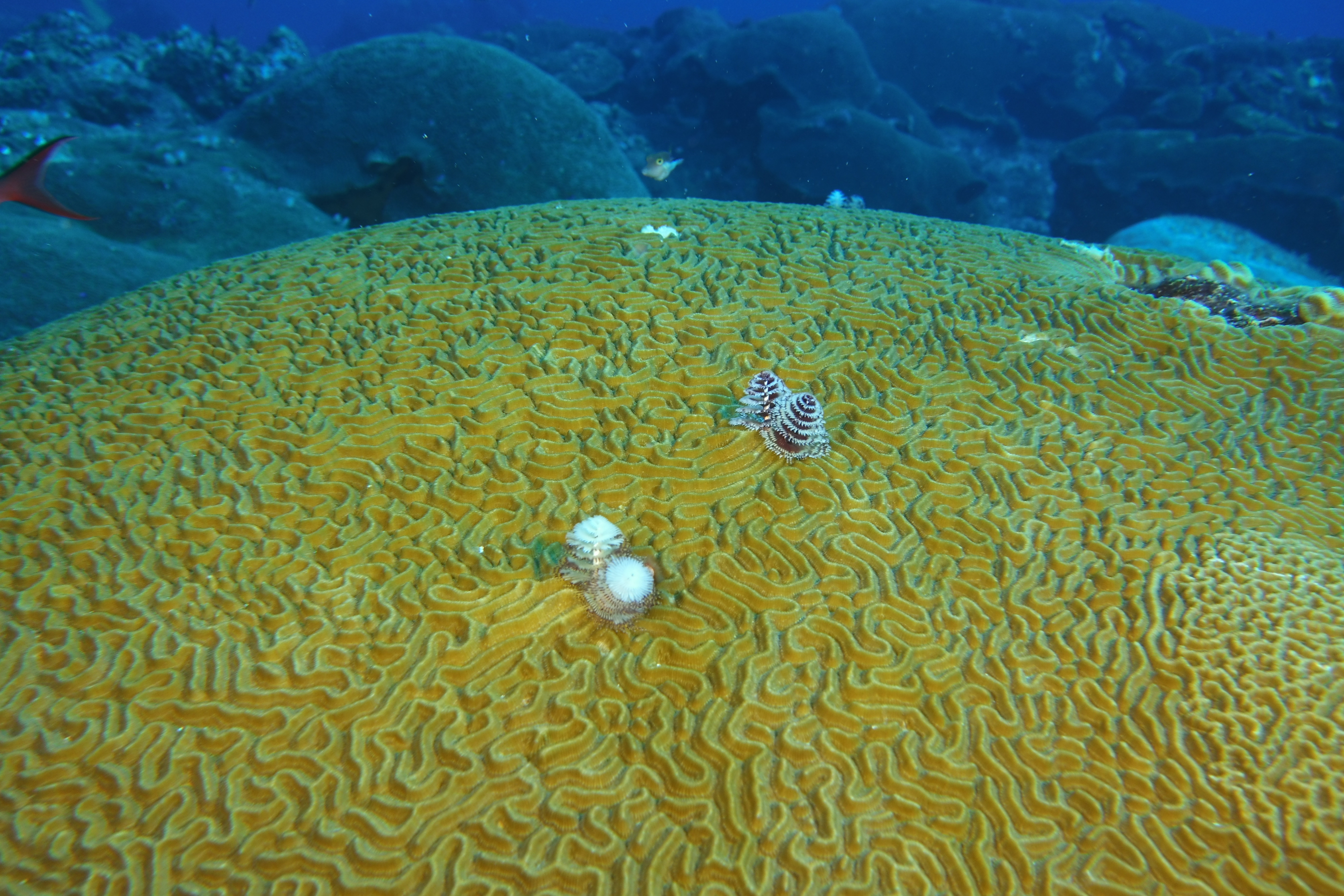 Brain coral with Christmas tree worms and juvenile trunkfish