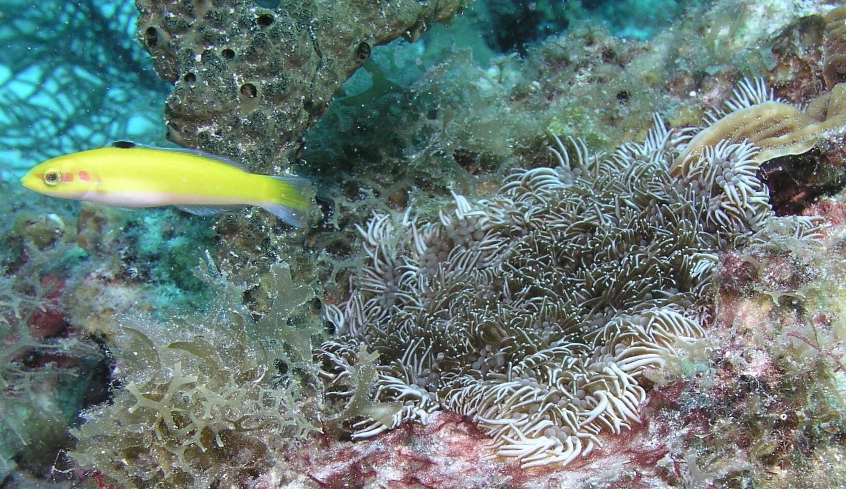 Branching anemone