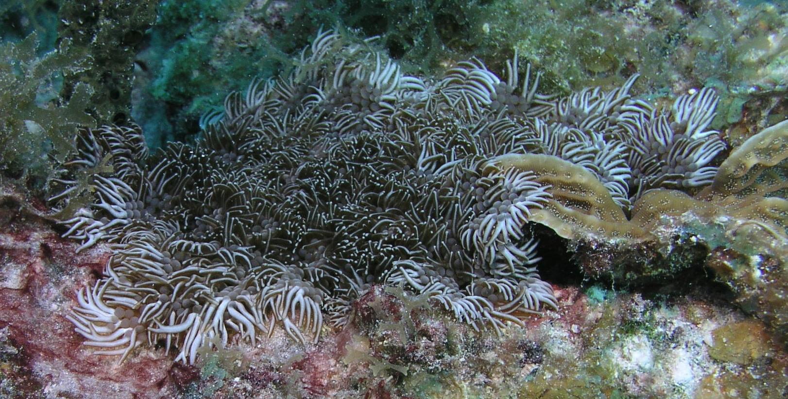 Branching anemone