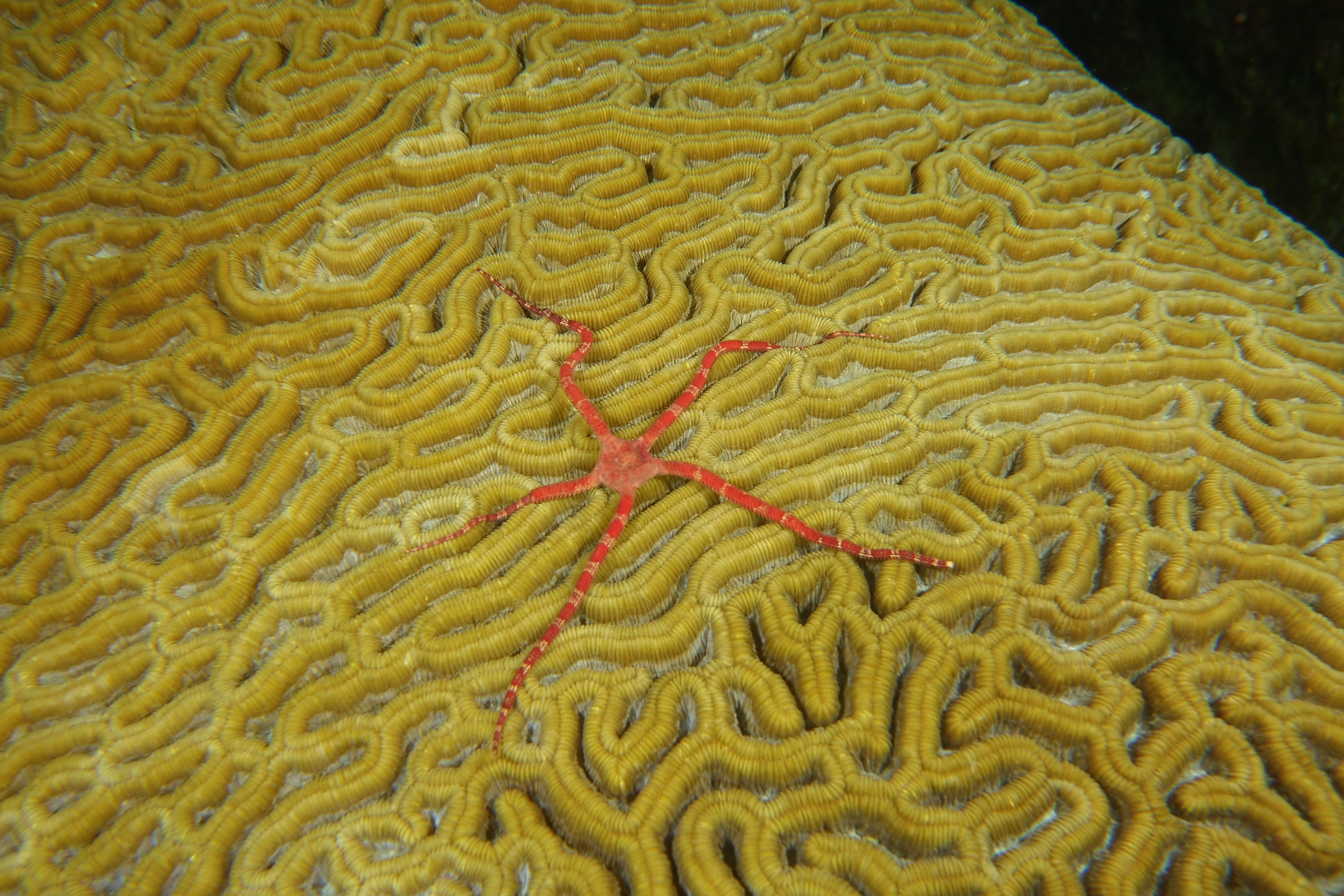 Brittle star on brain coral