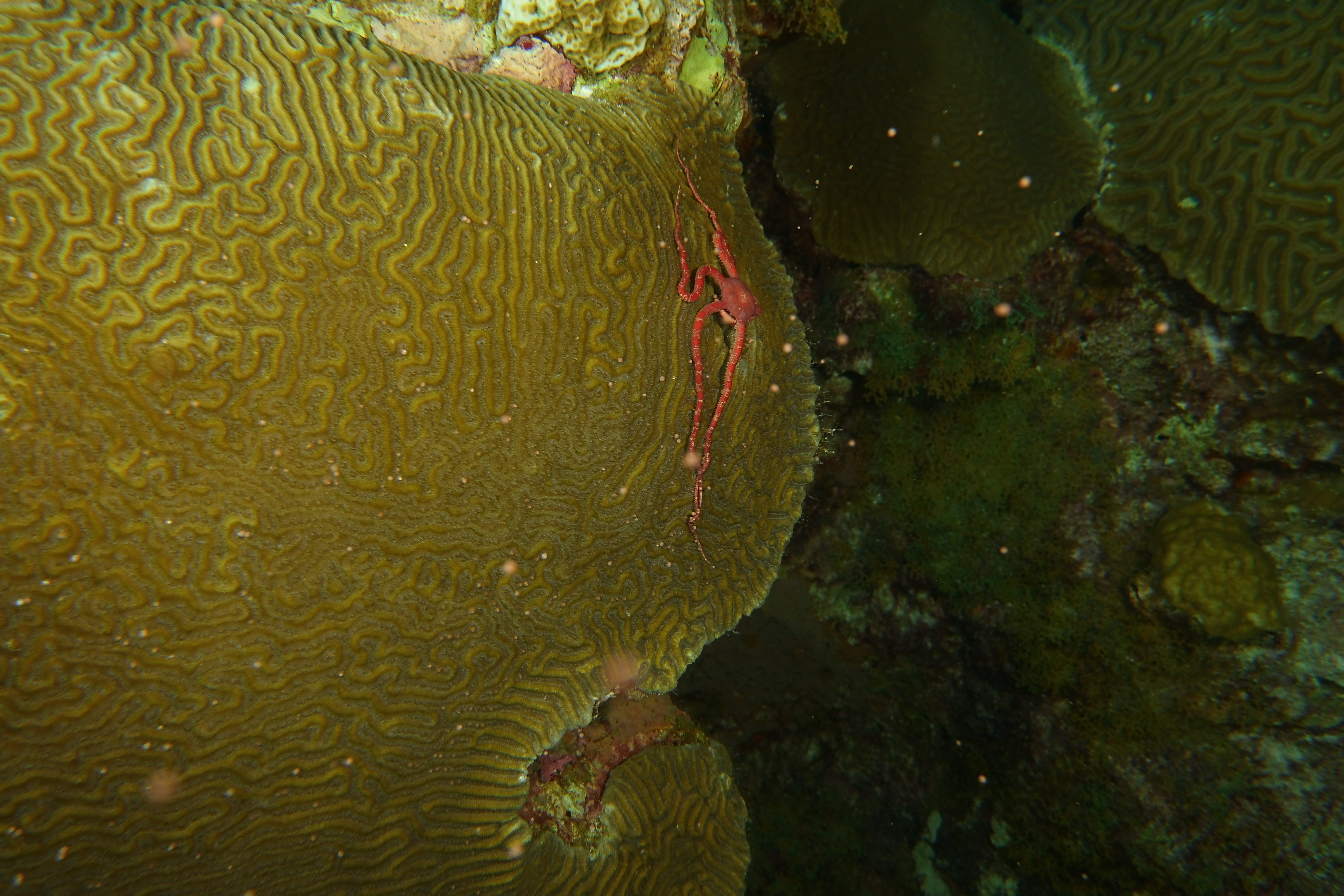 Brittle Star on spawning brain coral
