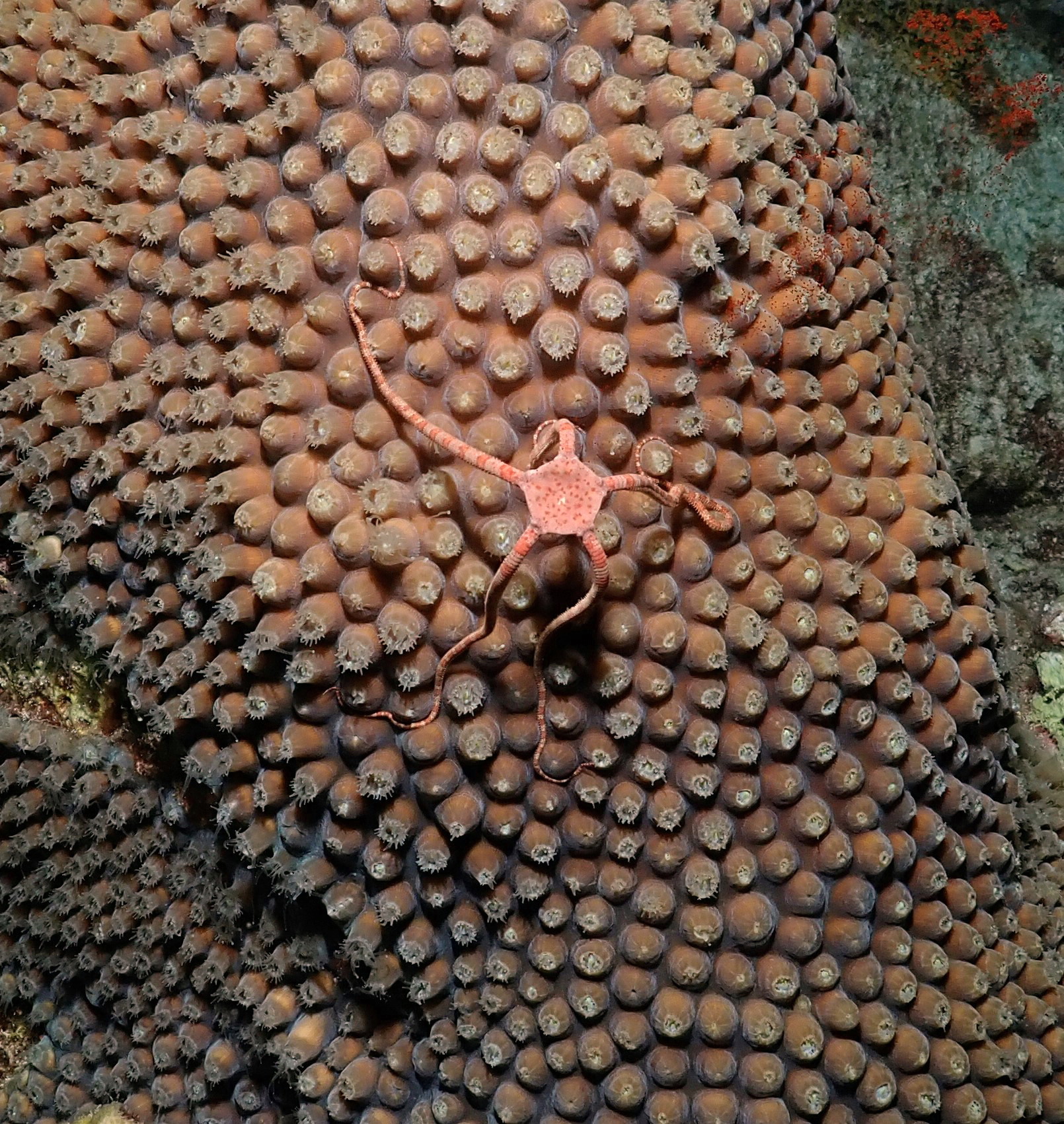 brittle star porn