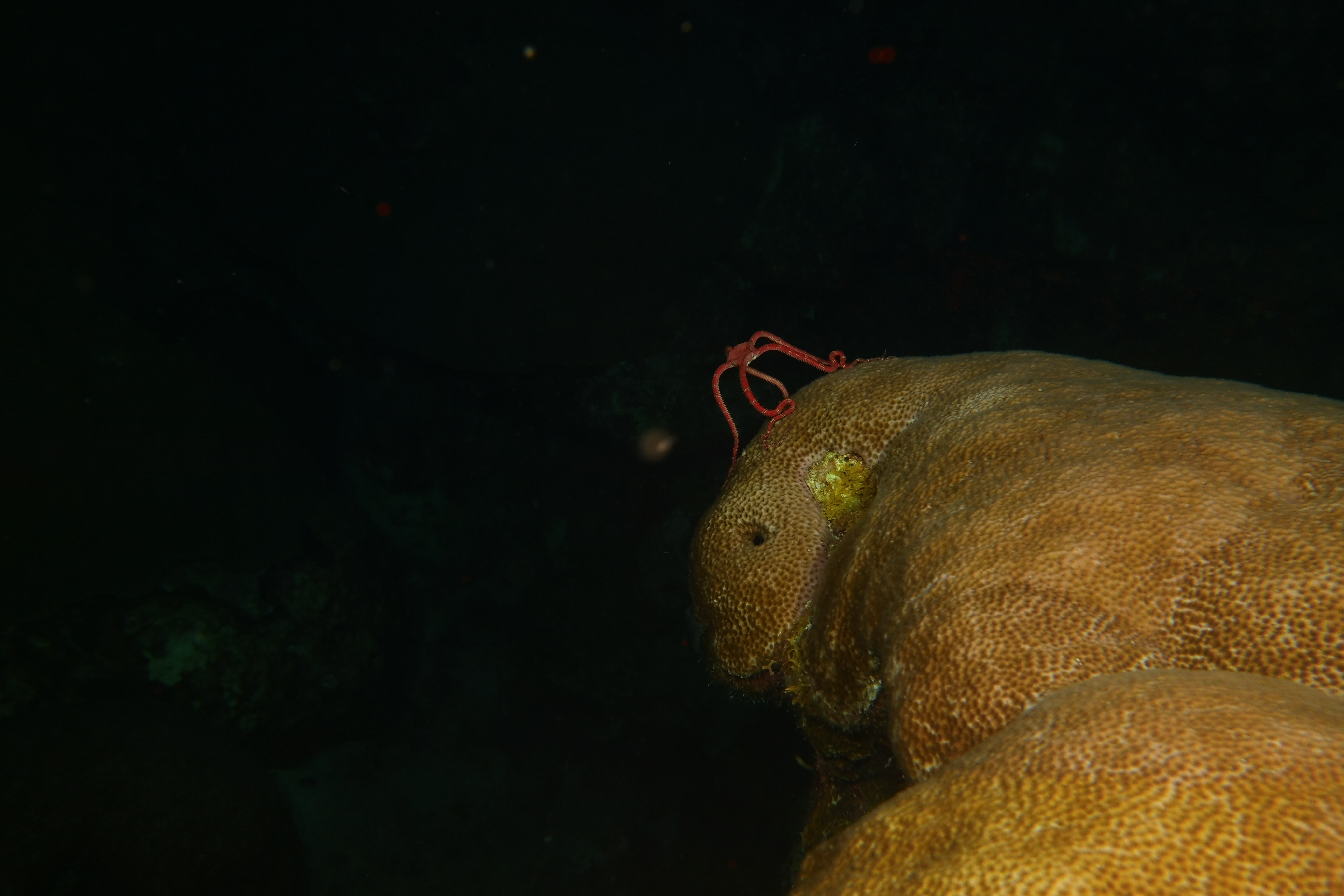 Brittle star spawning