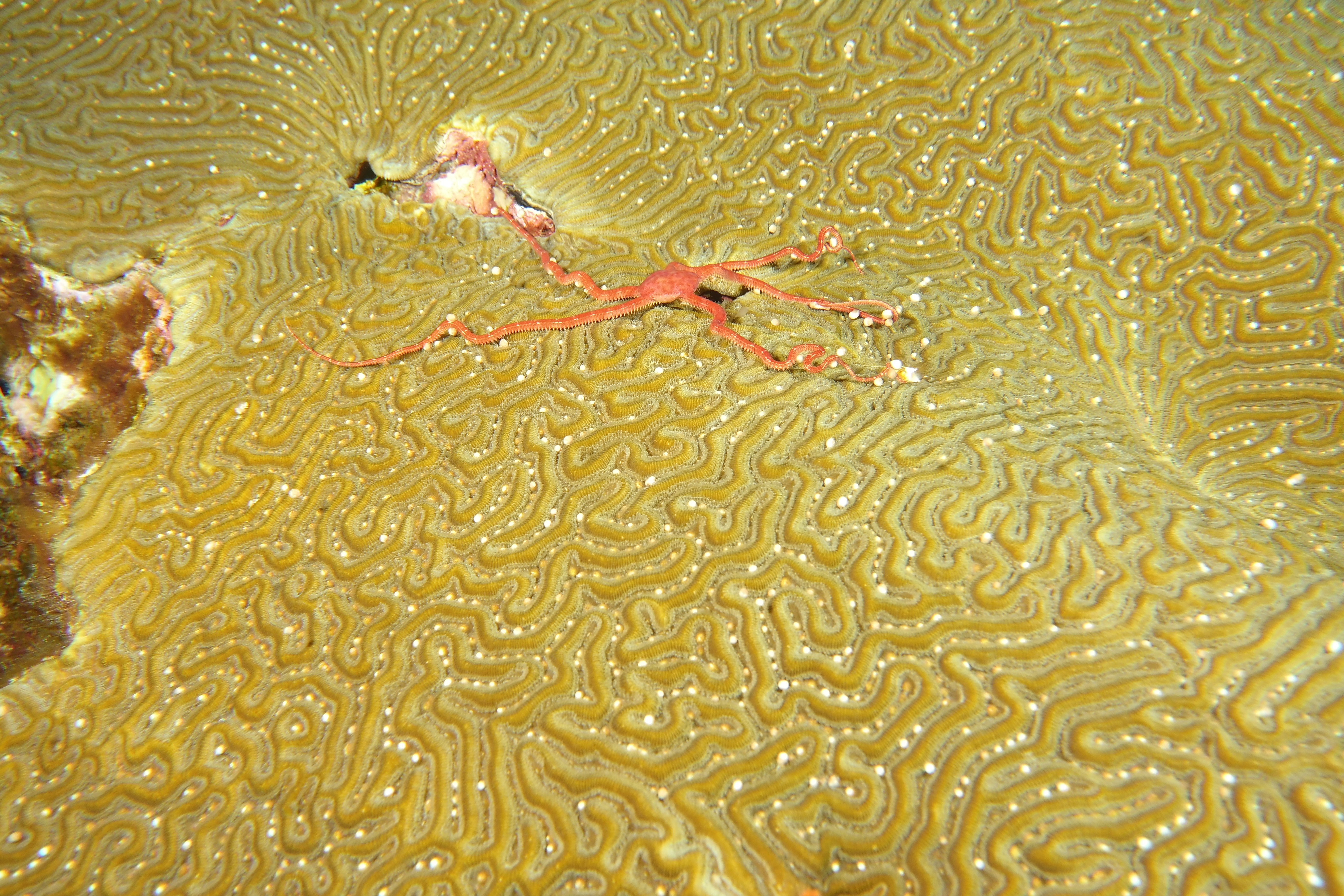 Brittle start on brain coral spawning