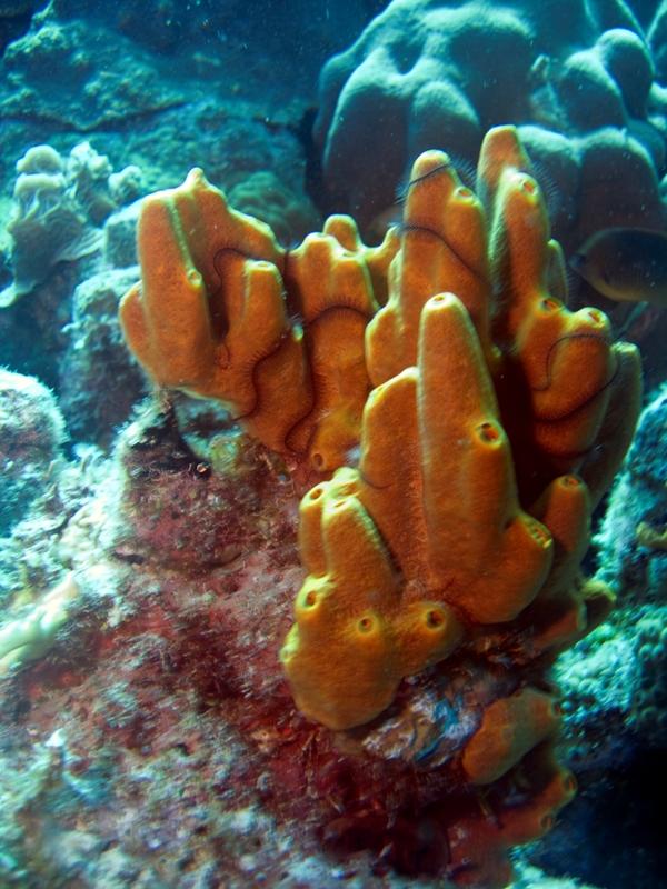 BrittleSeaStaronCoral