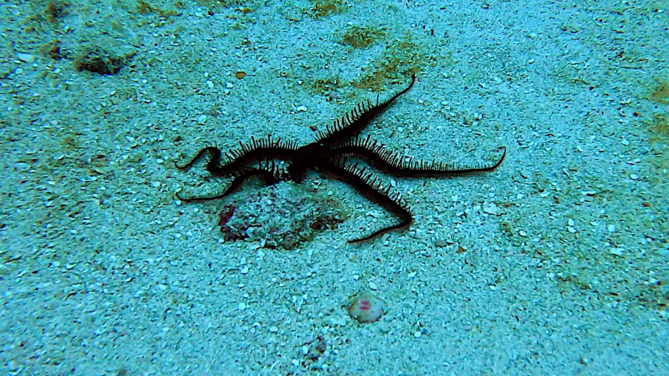 Brittlestar or Crinoid
