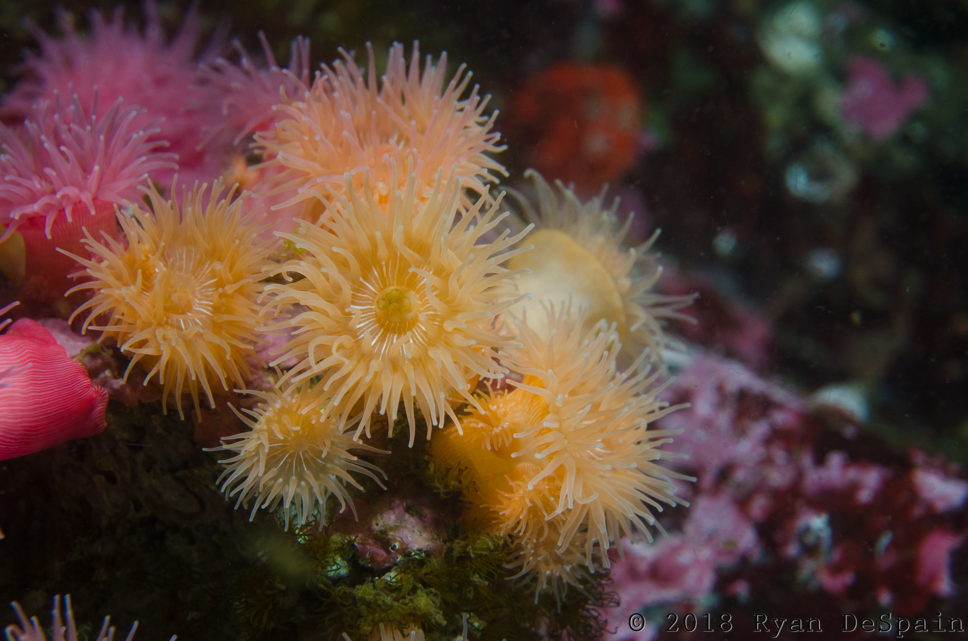Brooding Anemone