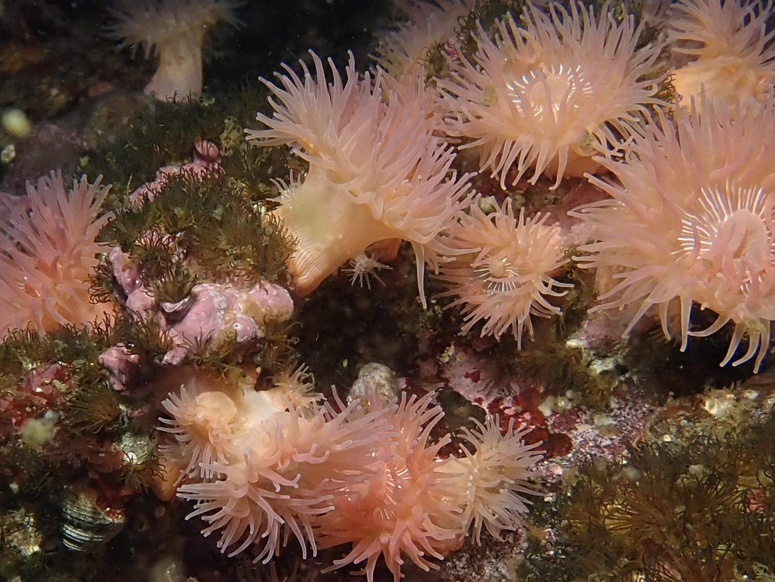 Brooding anemones