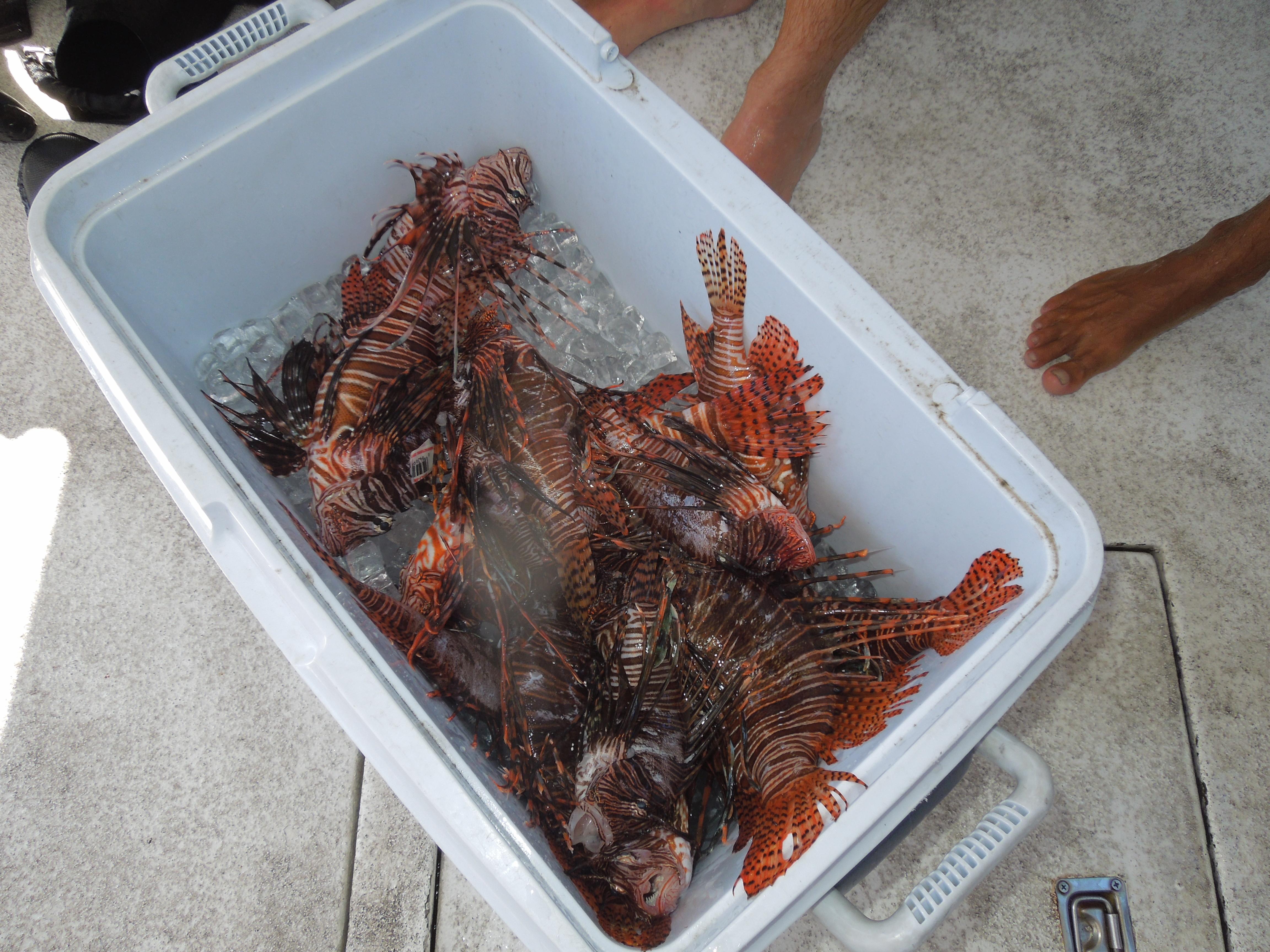 bucket 'o lionfish