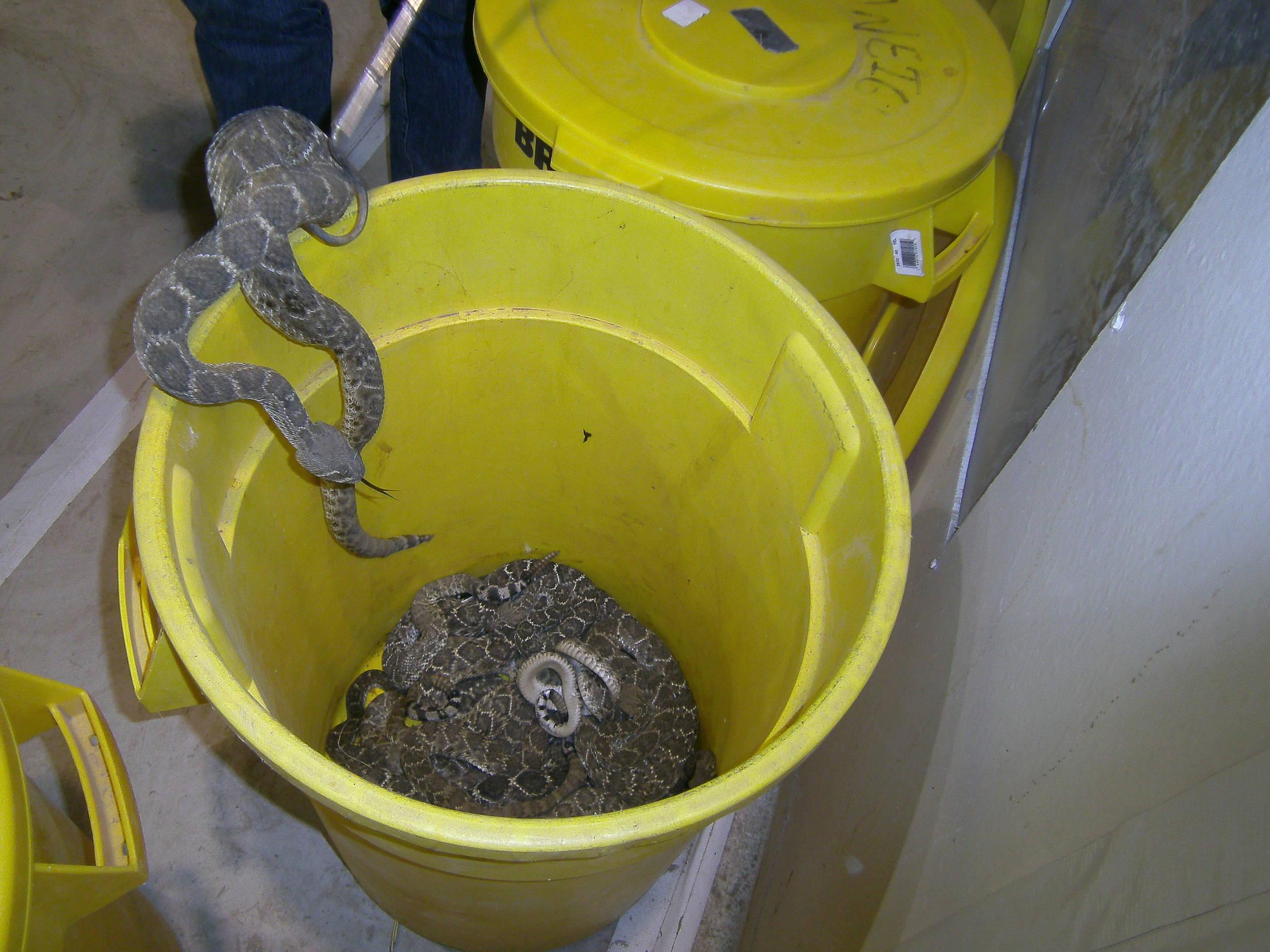 Bucket o' snakes