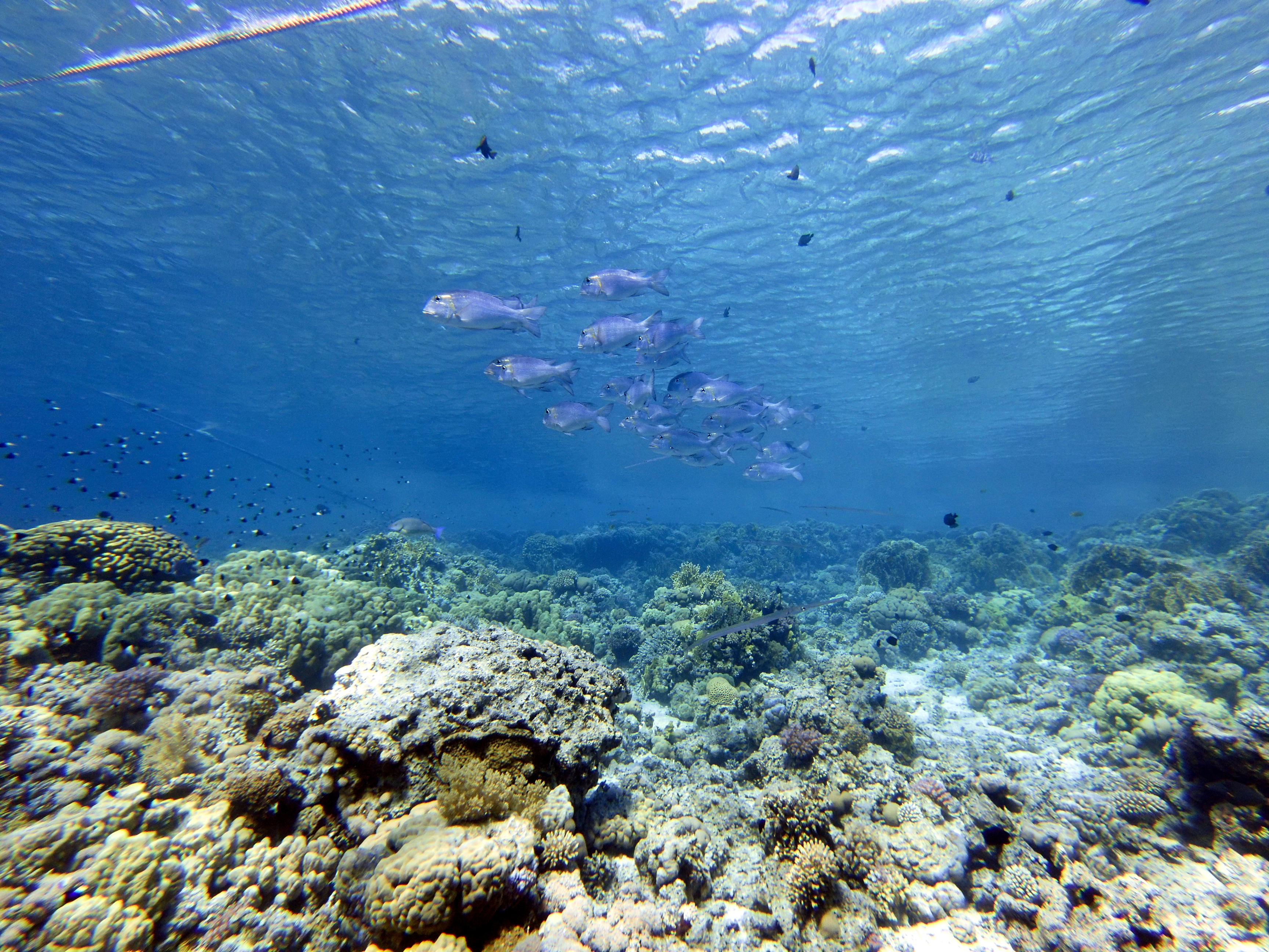 Bunch of jacks at Jackson Reef