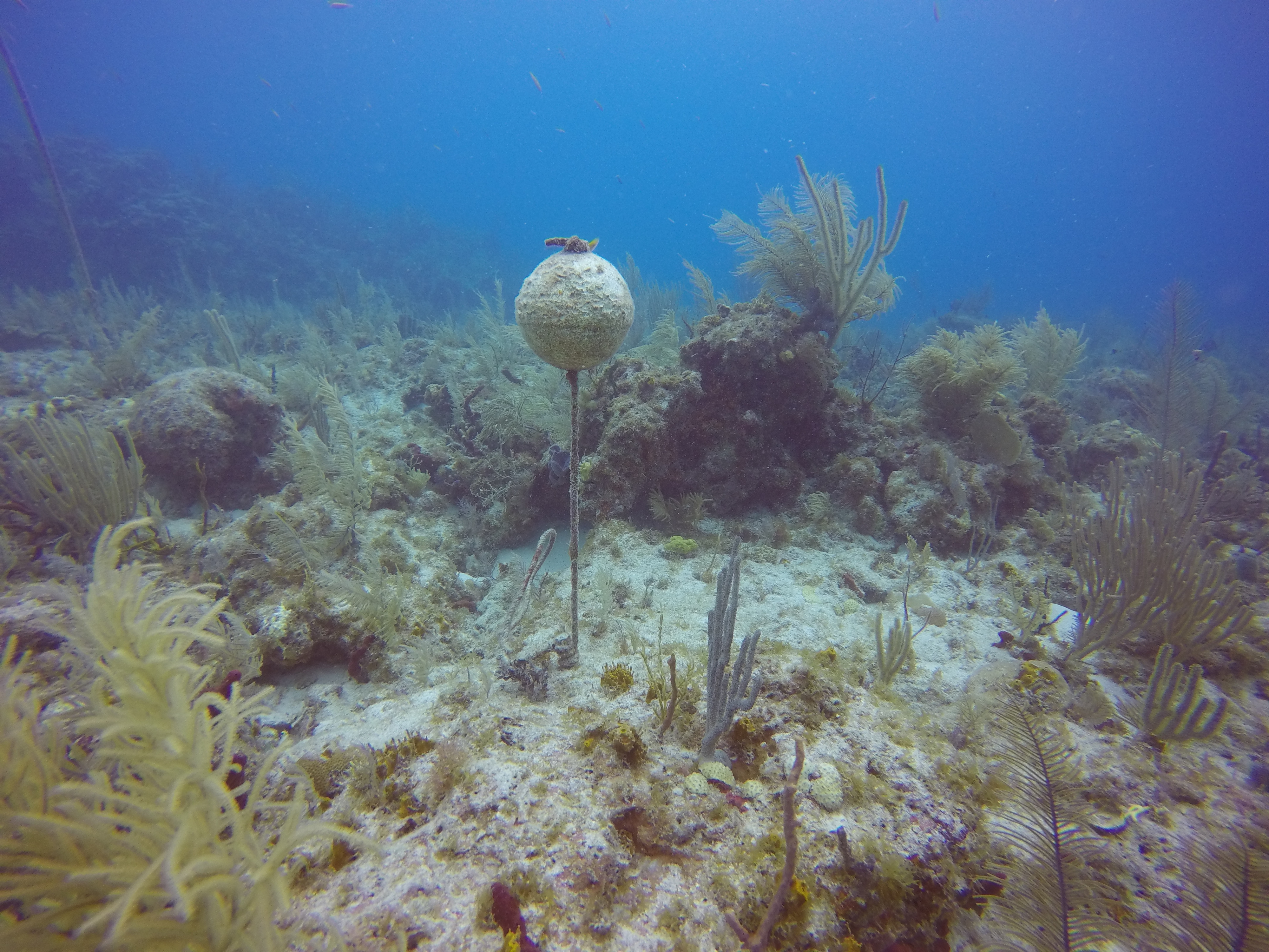 Buoy in Rising Oceans.JPG