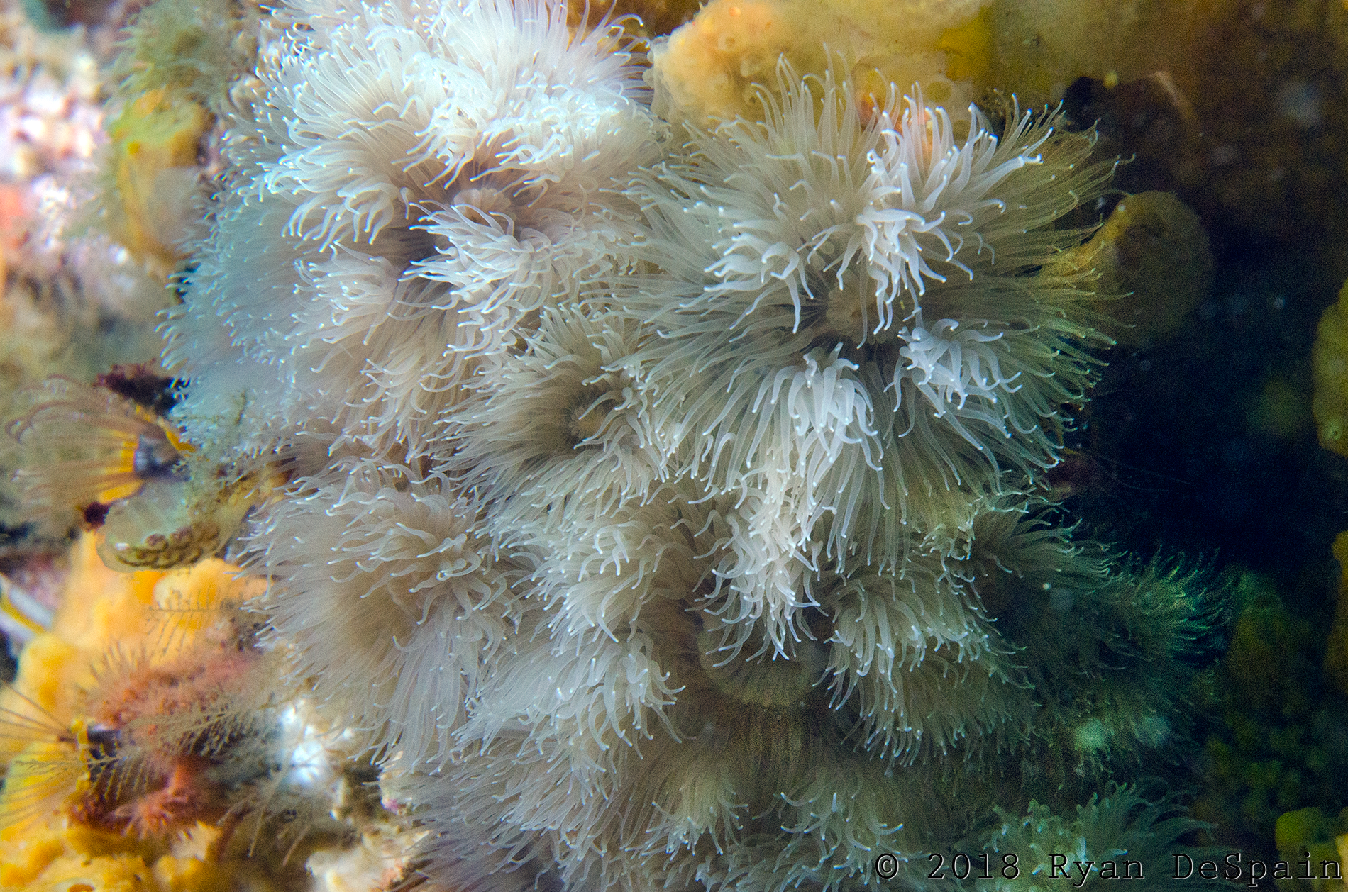 bushel of Anemone