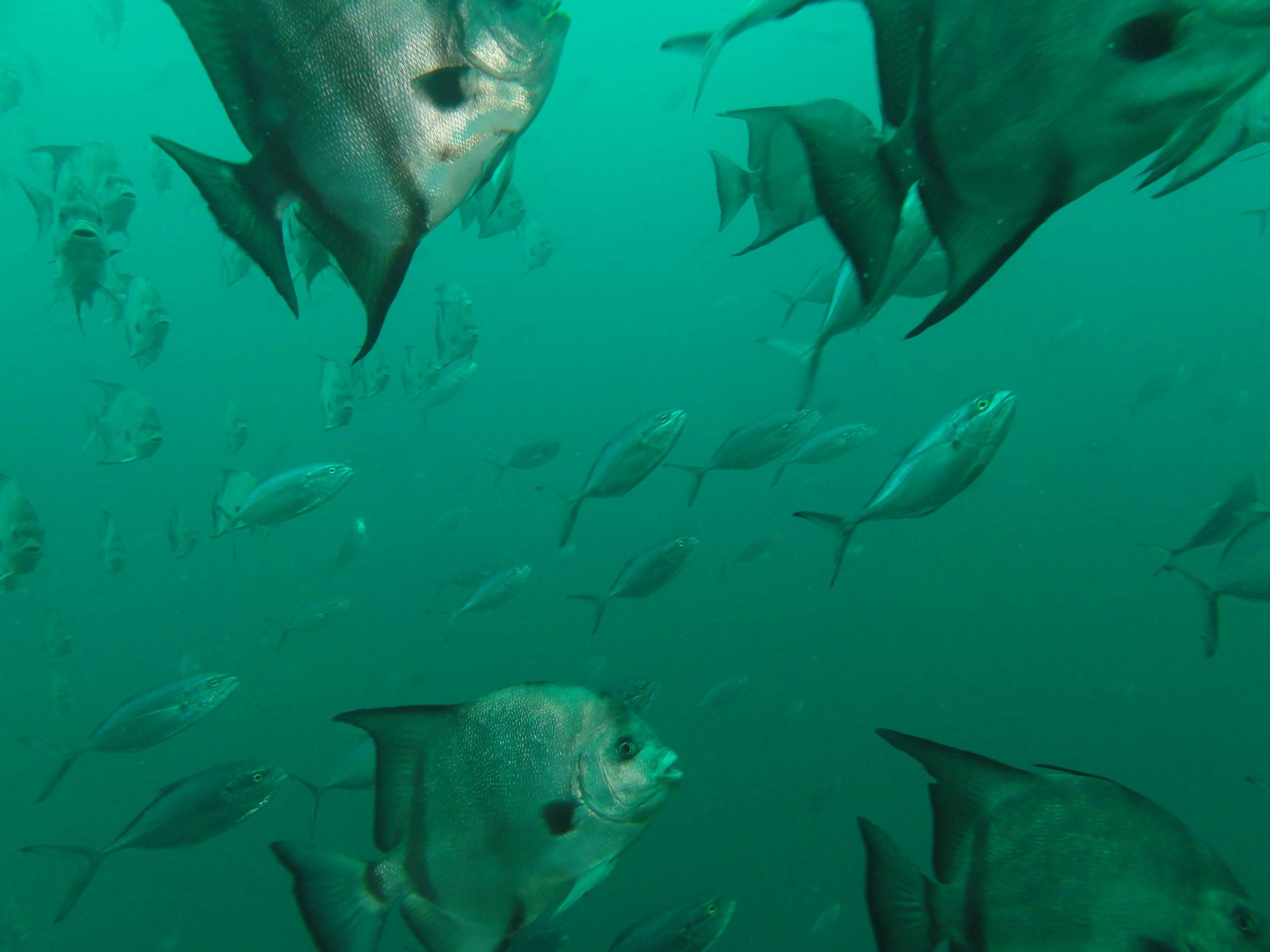 Busy reef