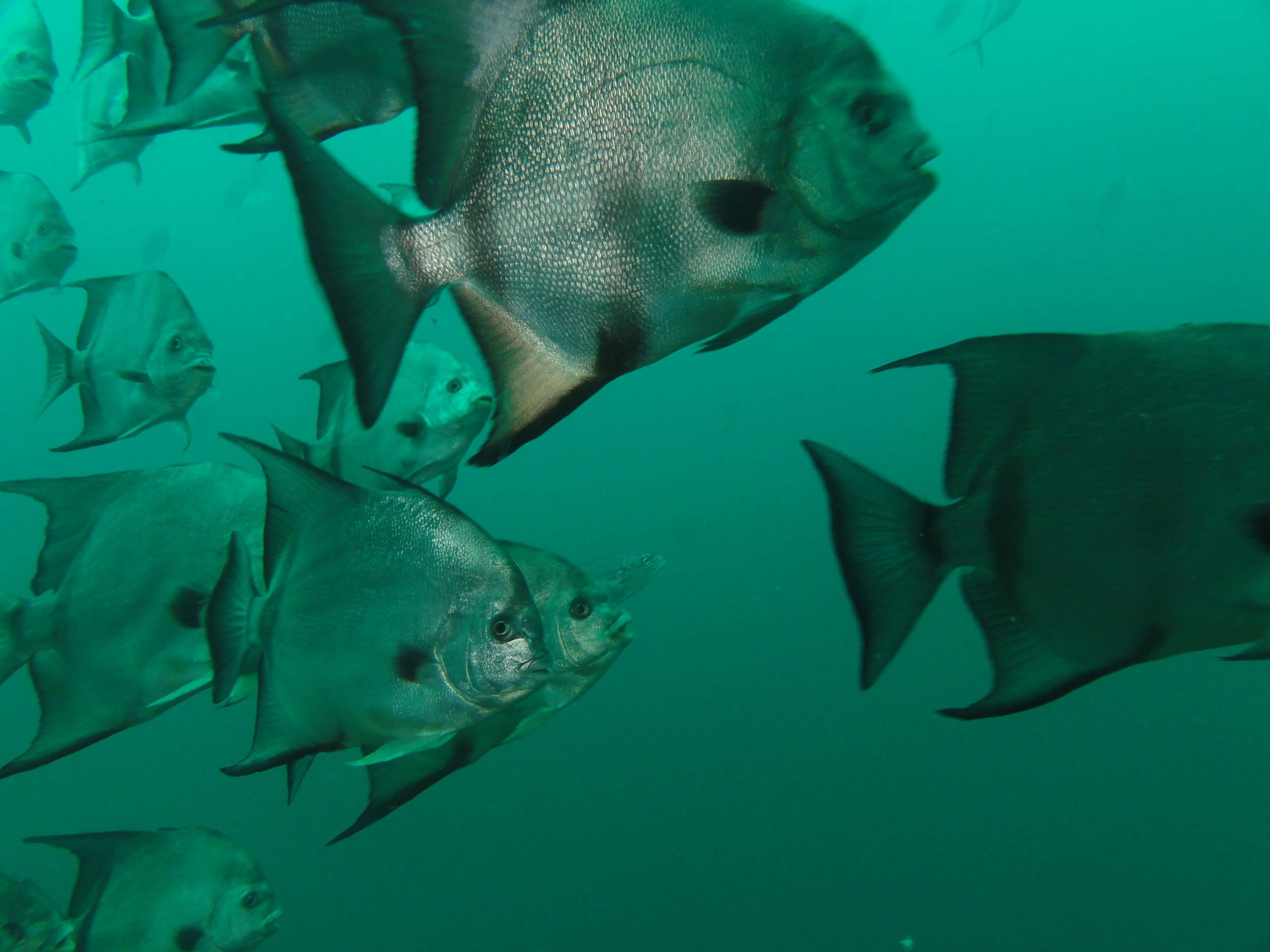 Busy reef
