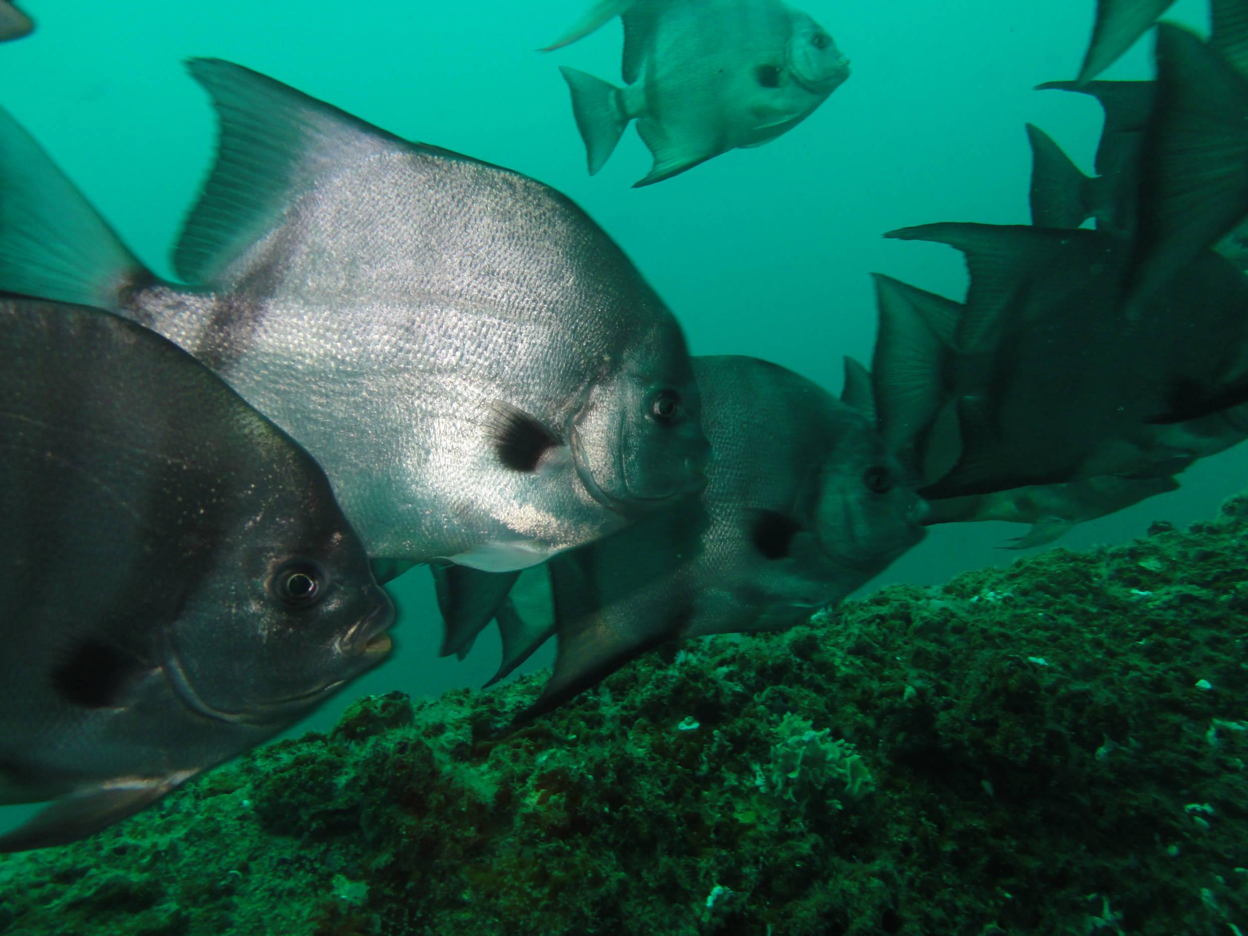 Busy reef