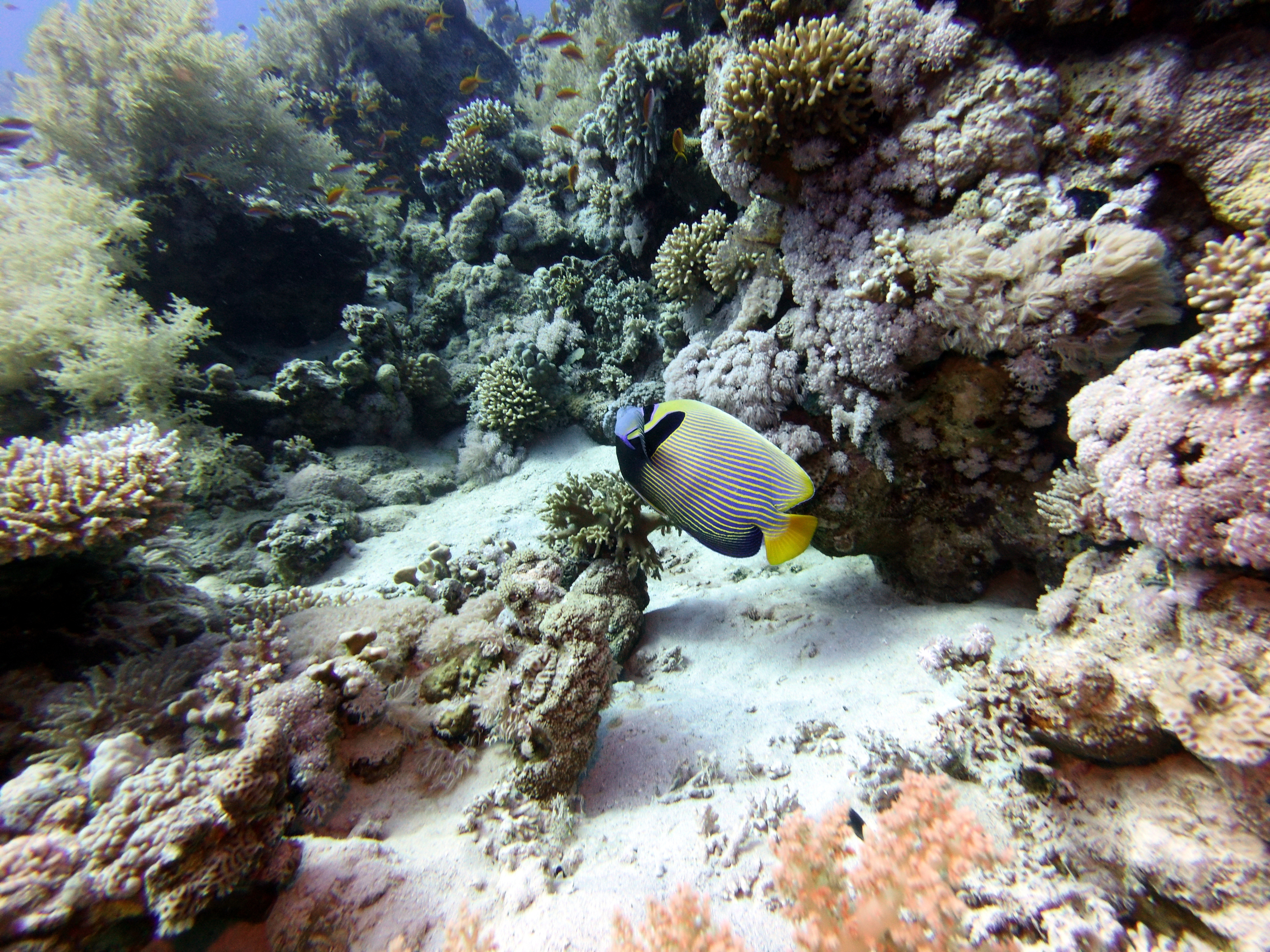 Butterfly at Gordon Reef