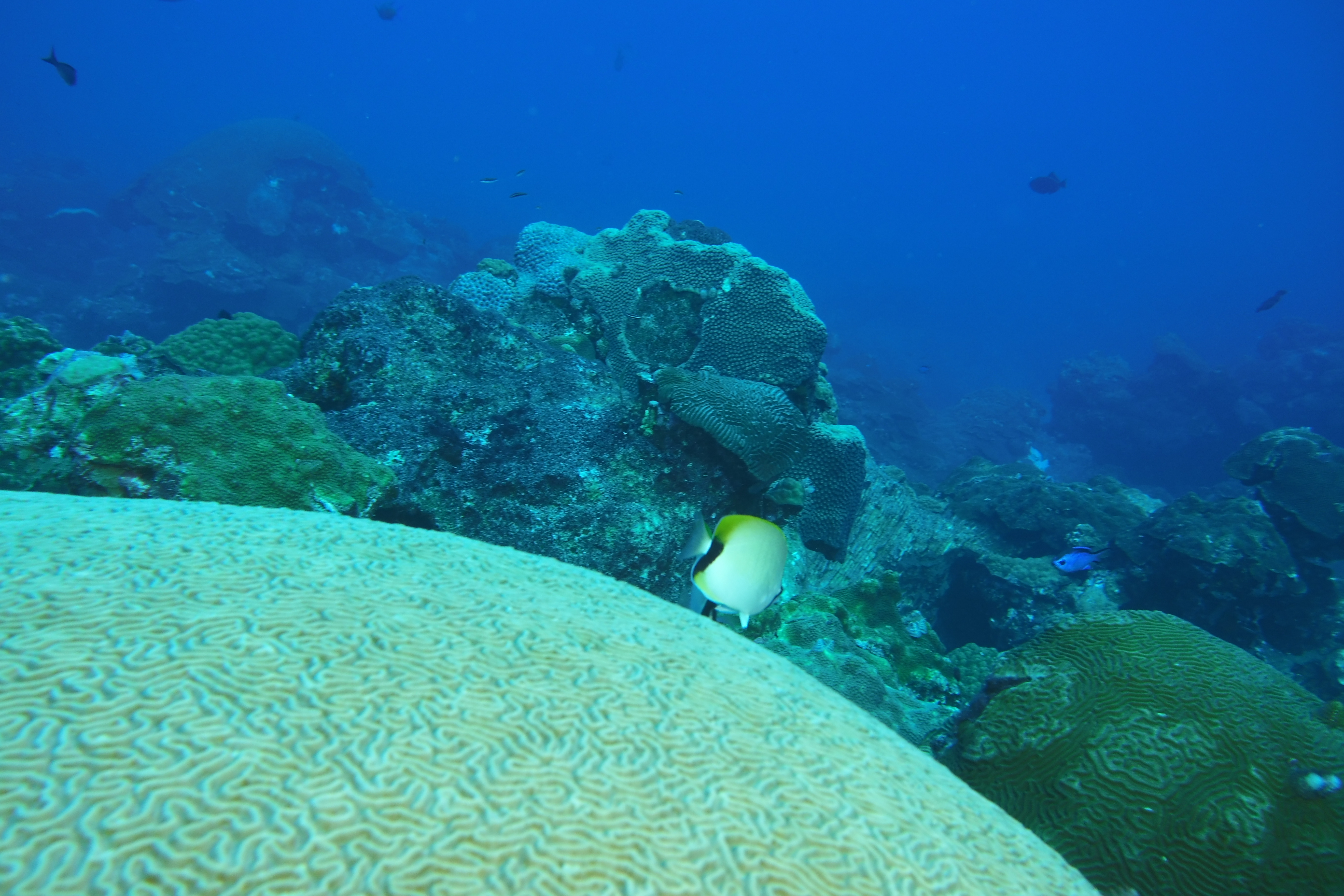 Butterfly fish on brain coral