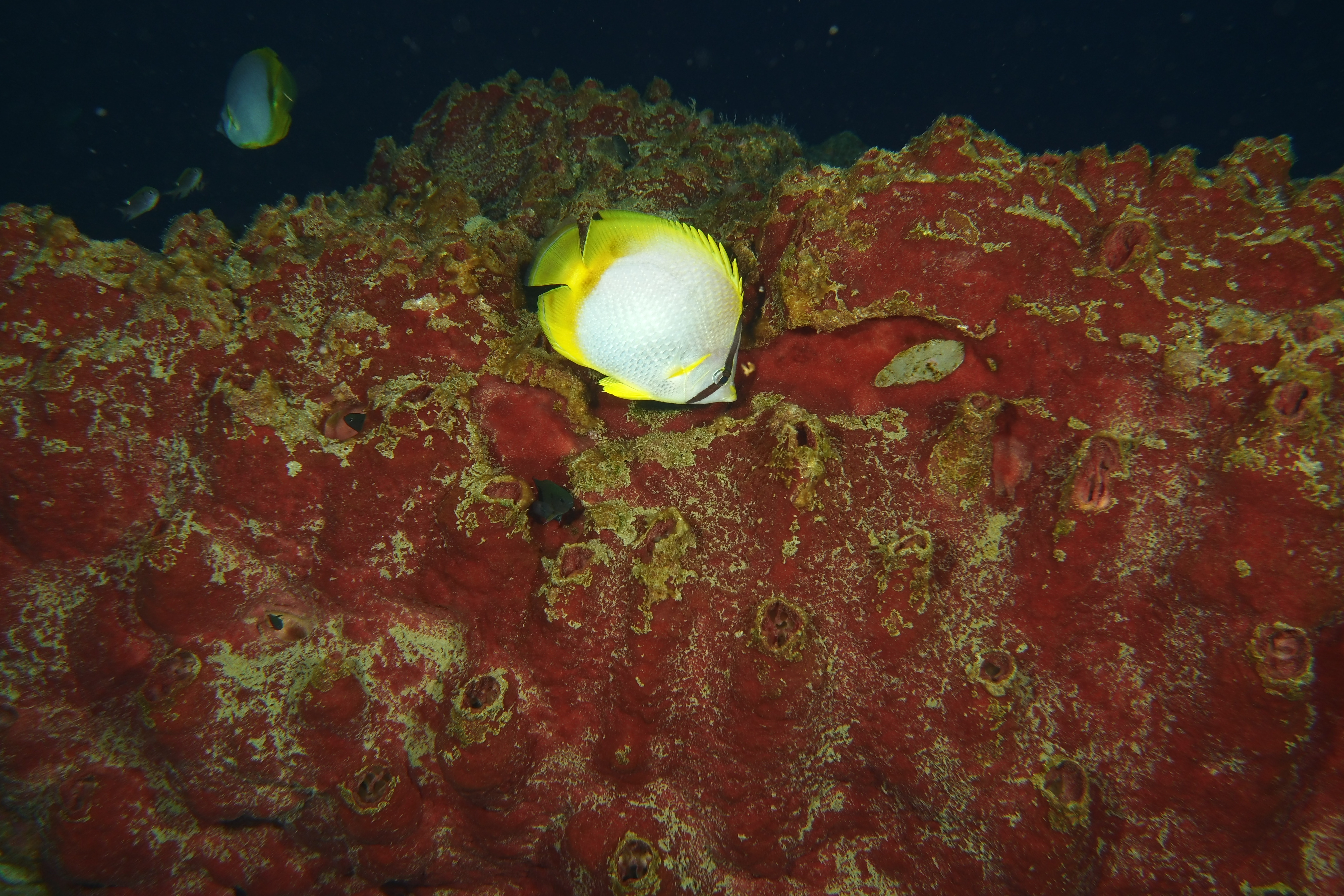 Butterfly fish