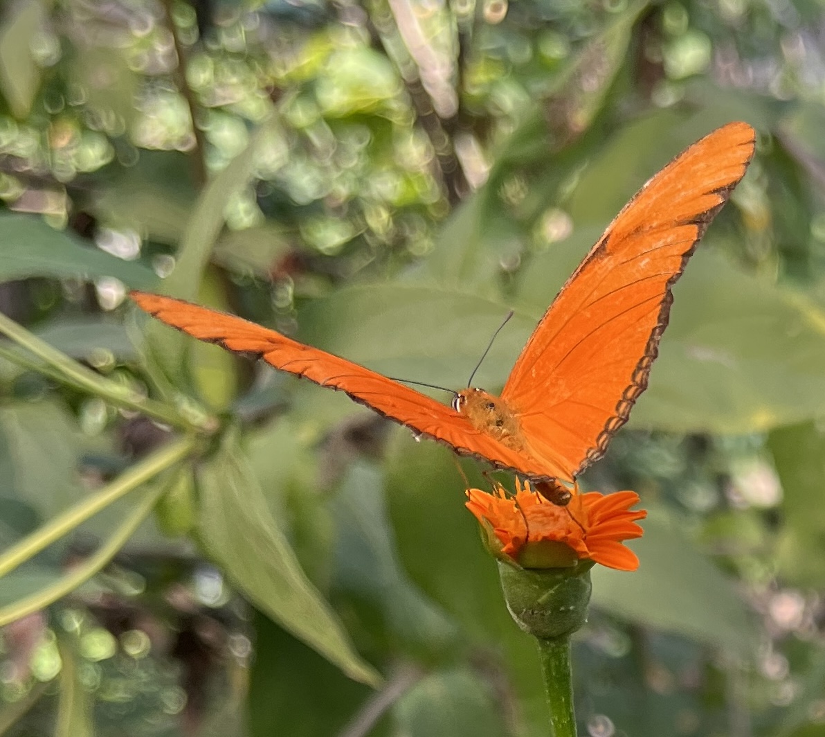 Butterfly sanctuary