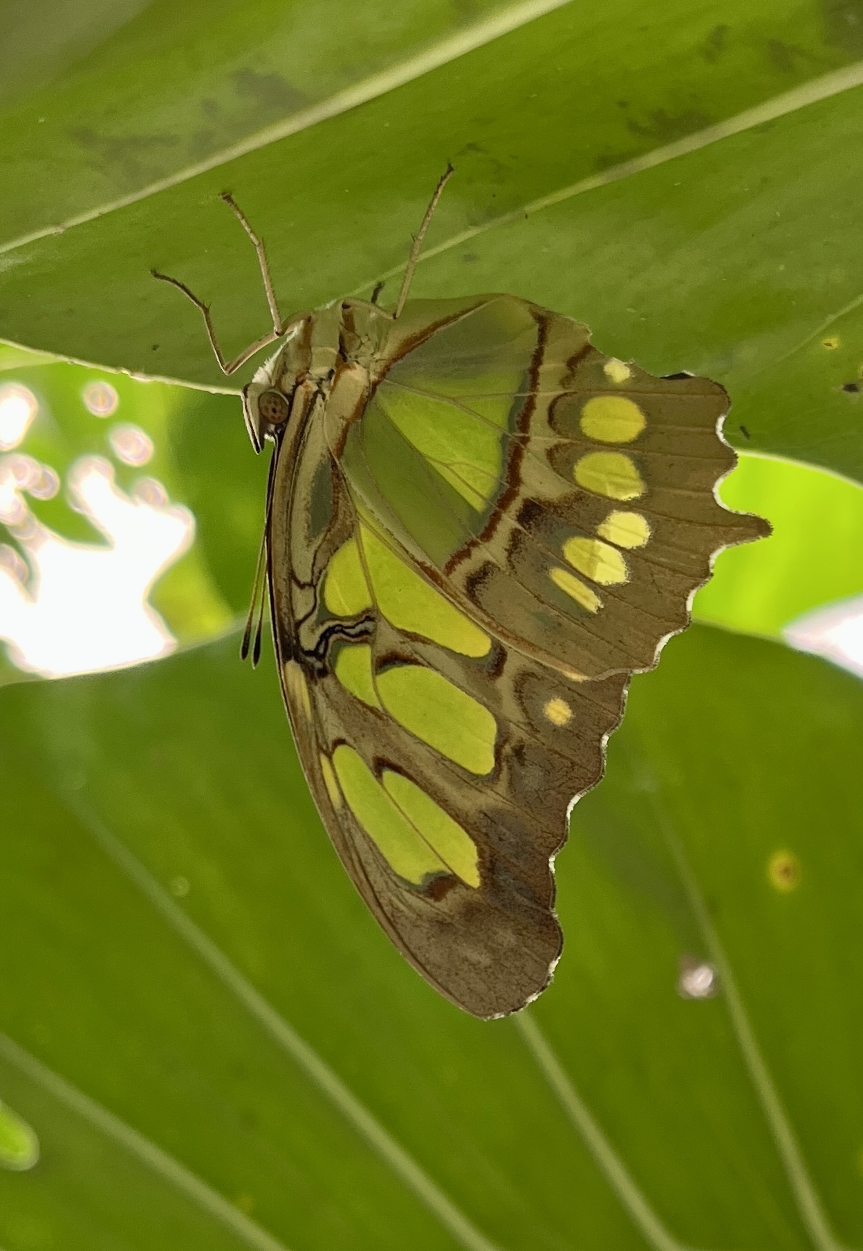 Butterfly sanctuary