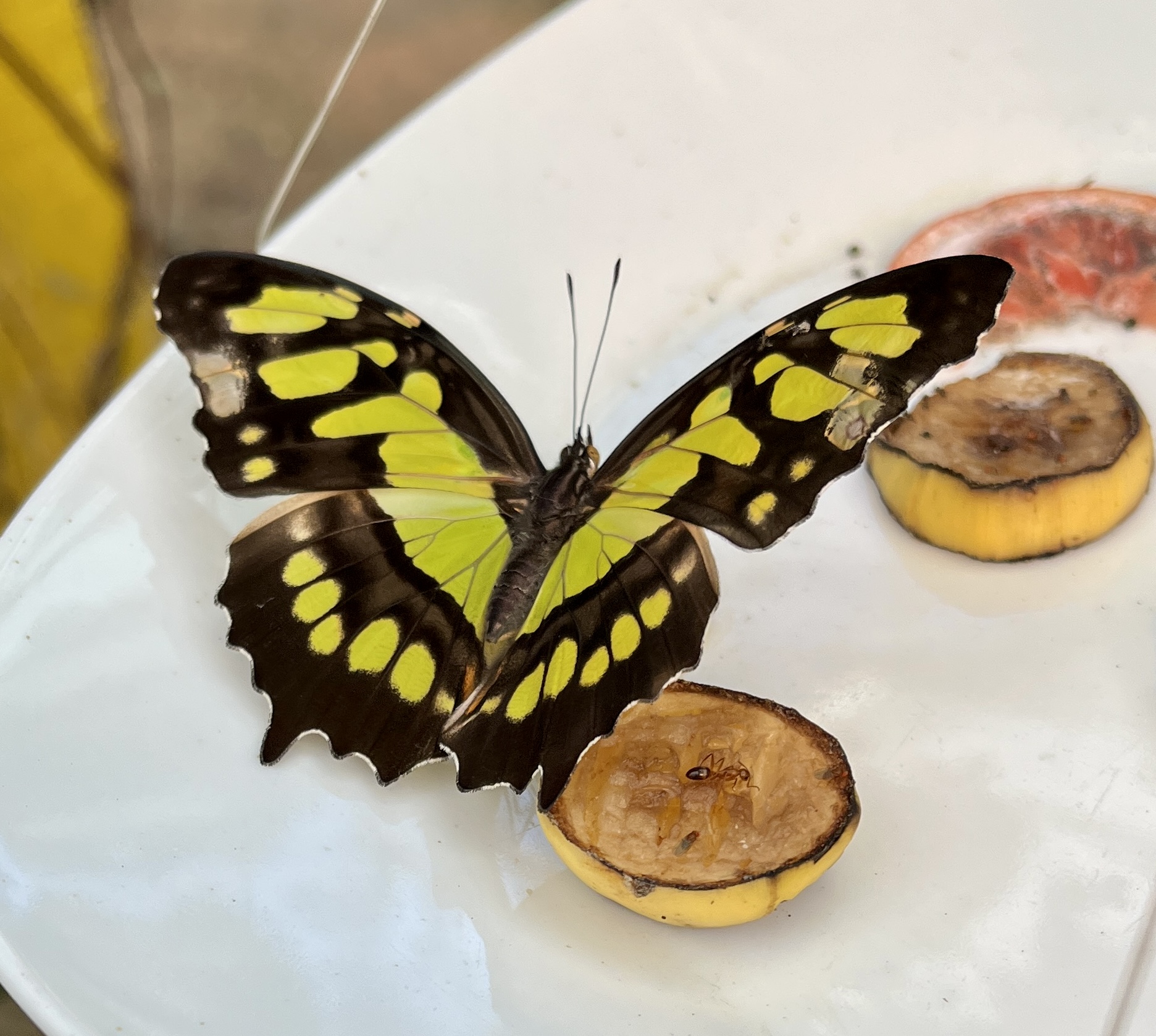 Butterfly sanctuary