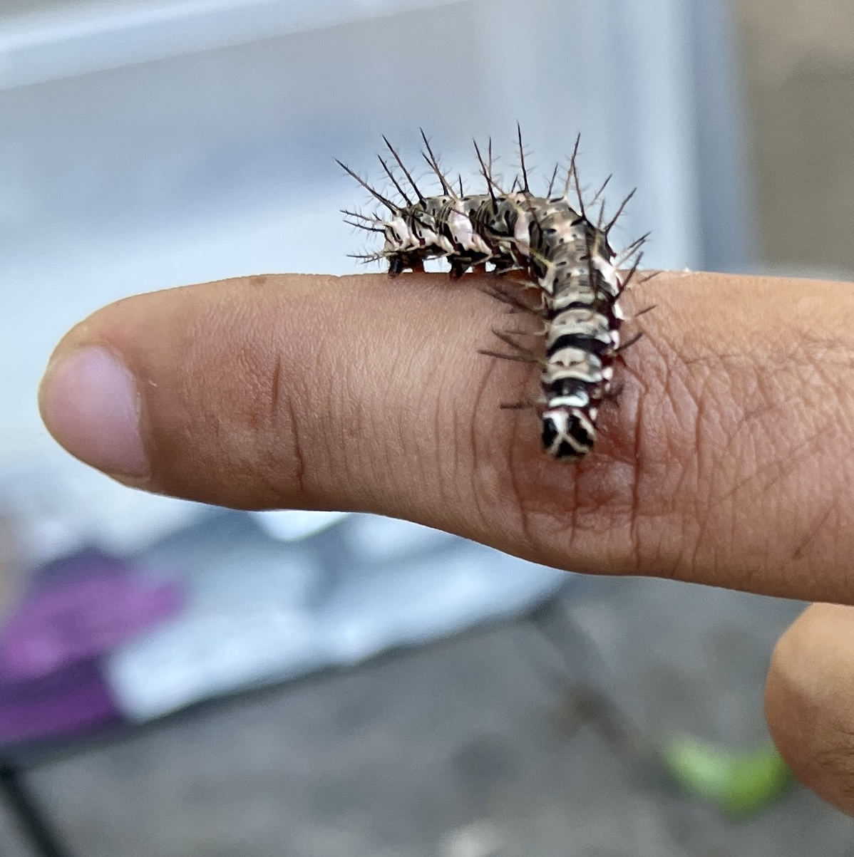 Butterfly sanctuary