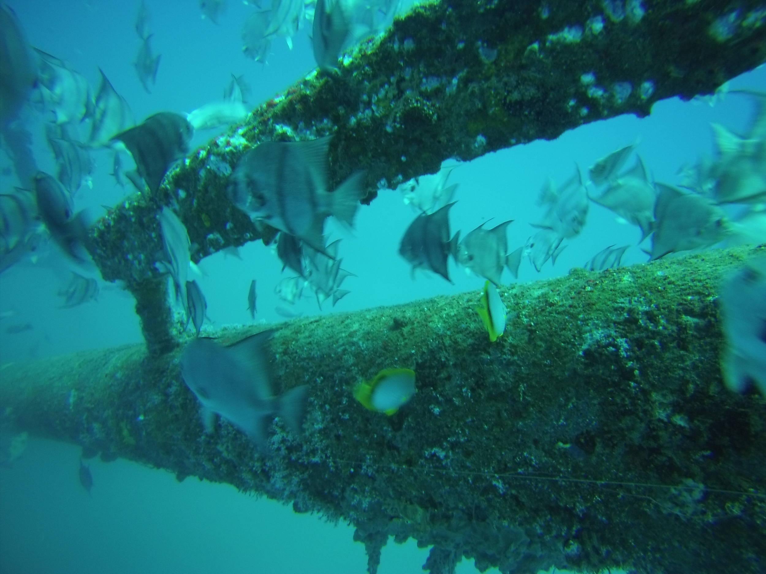 Butterflyfish