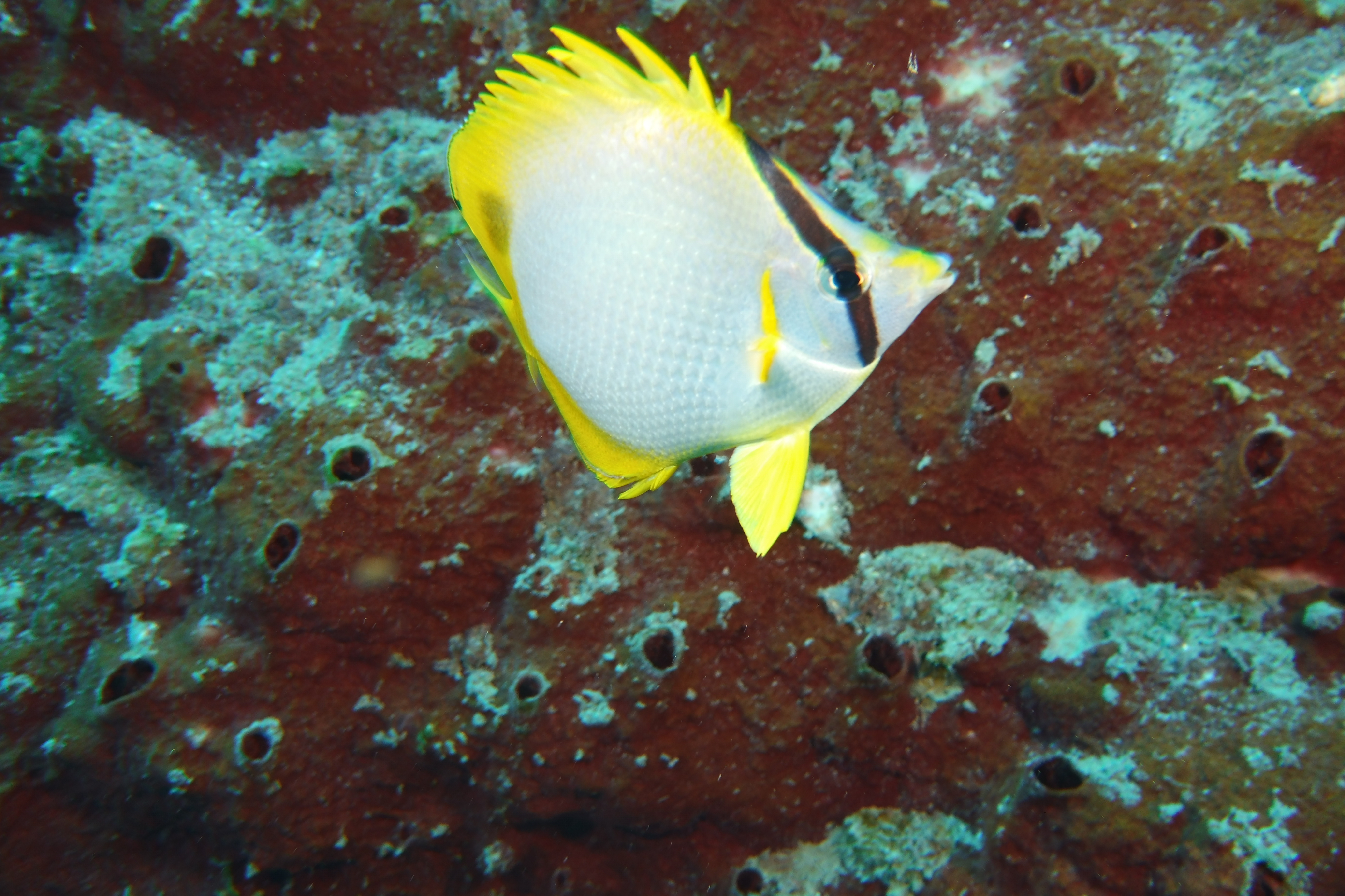 Butterflyfish