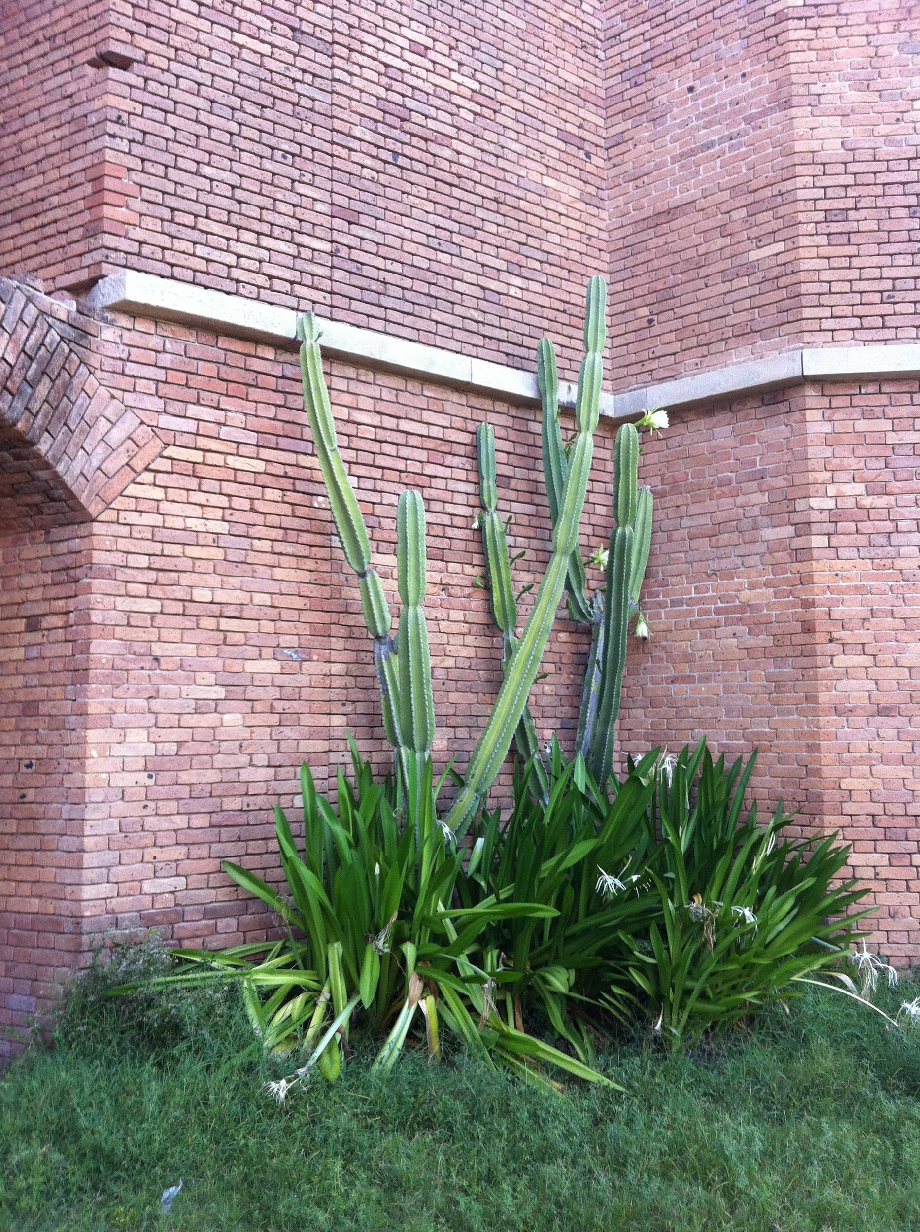 cactus flowers at Fort Jefferson