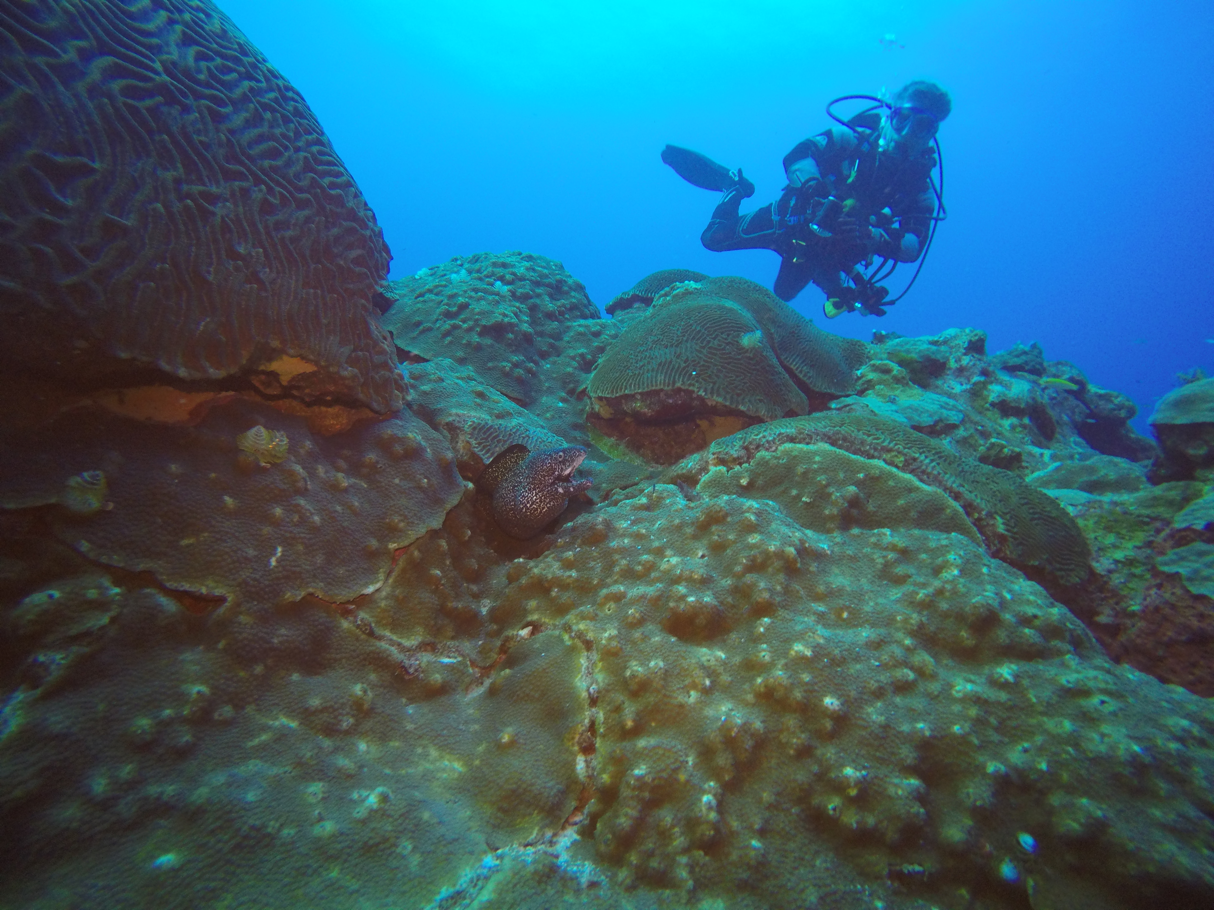 Cajun Diver above Moray.JPG