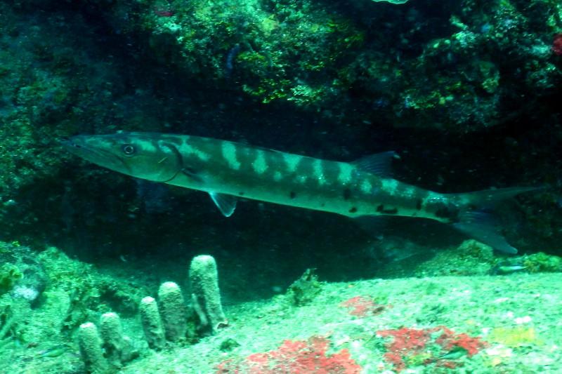 CamoCuda