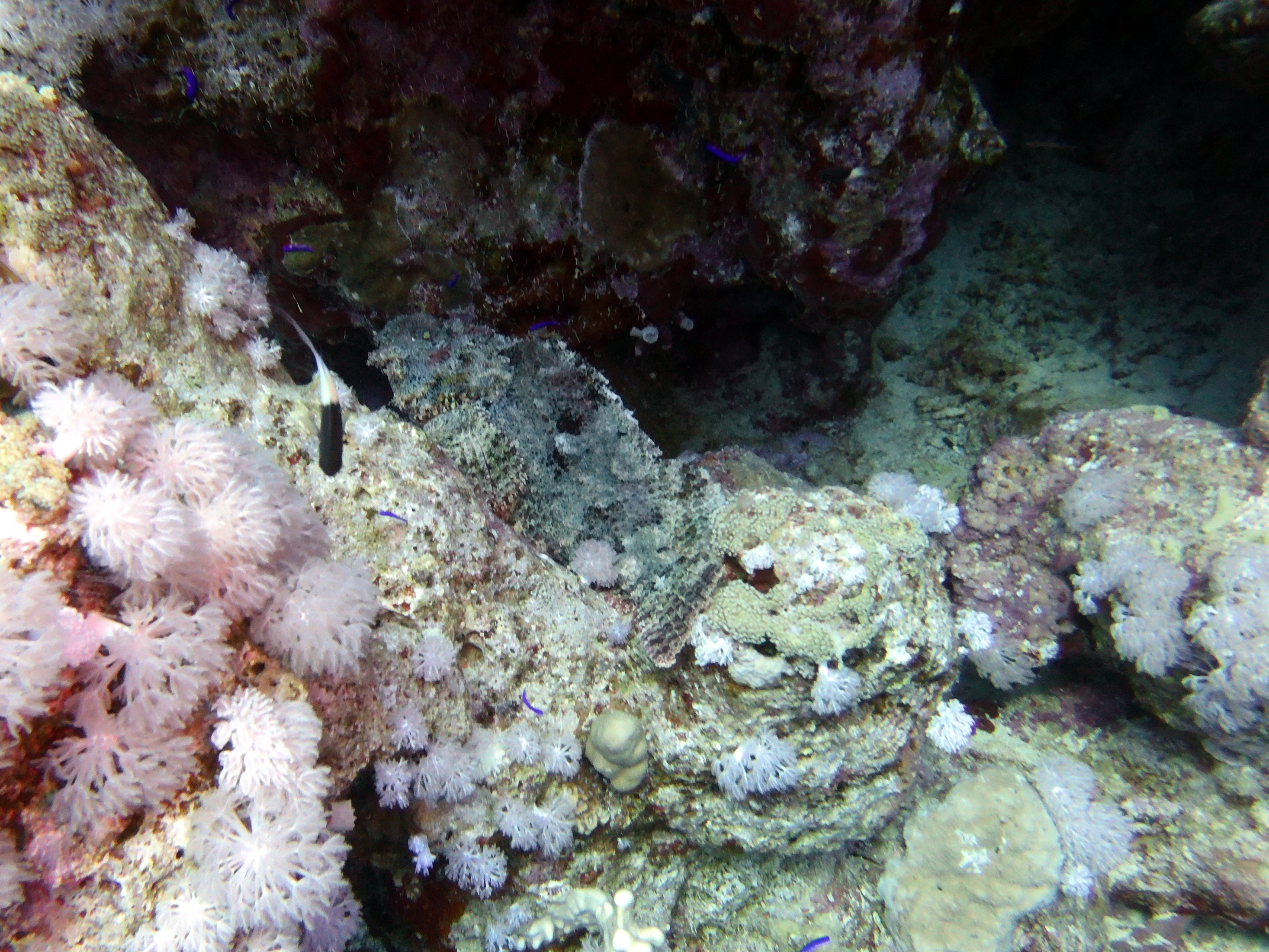 Camouflaged at Ras Umm Sid