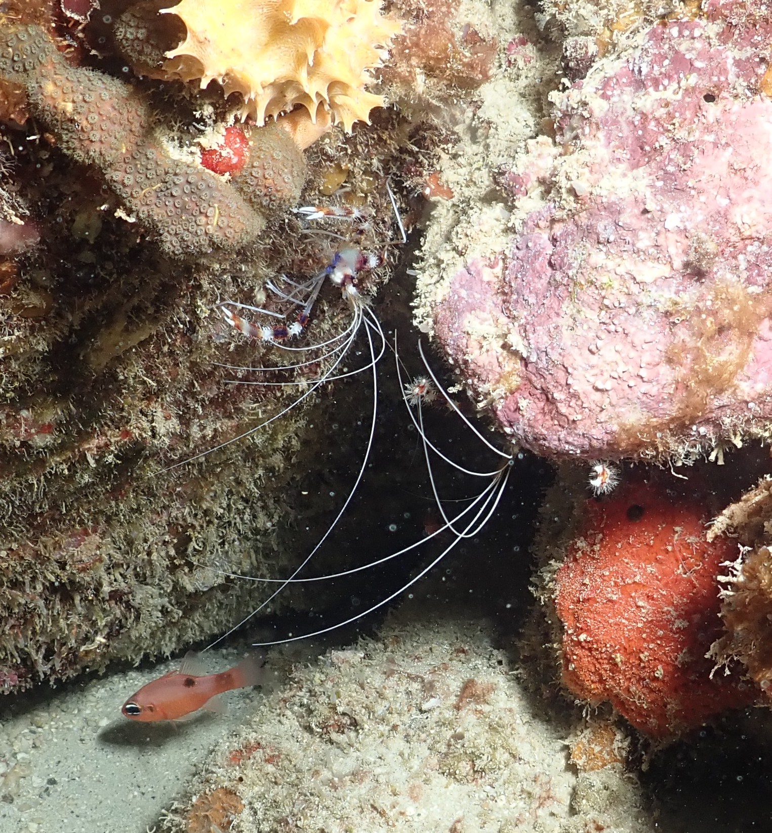 Candy cane Christmas