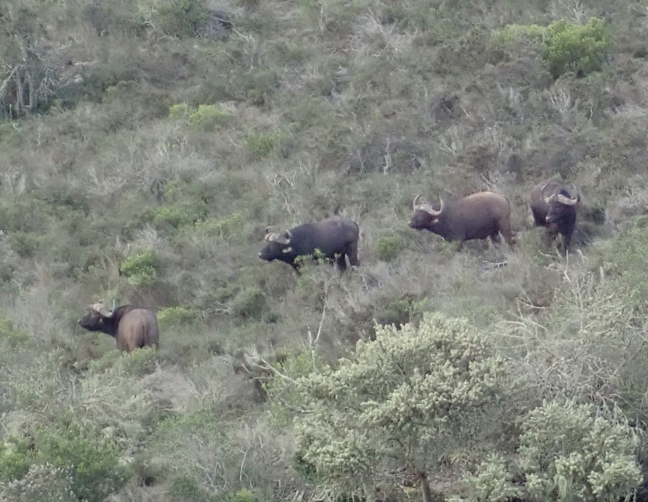 cape buffalo
