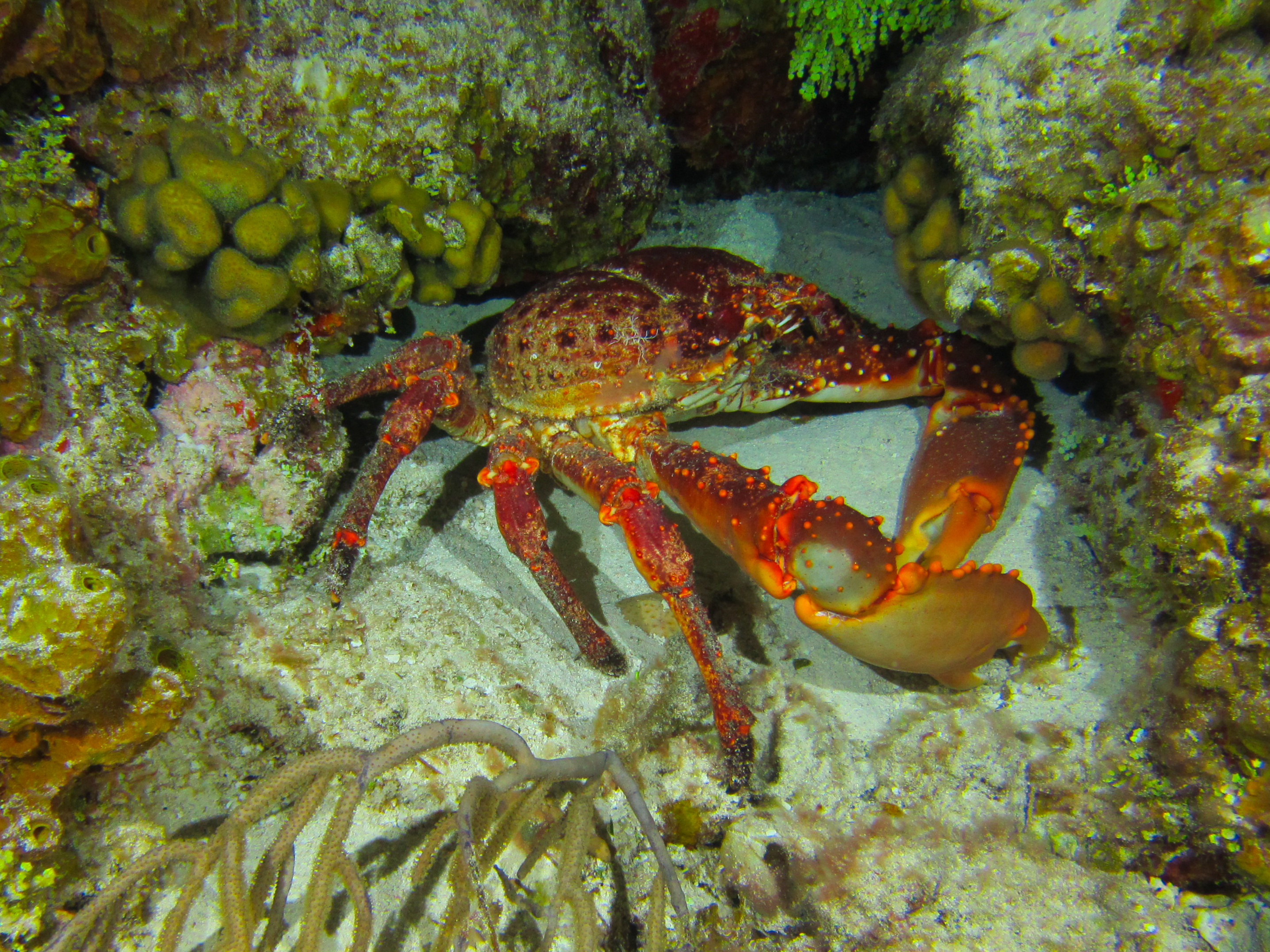 Caribbean King Crab At Night 5774