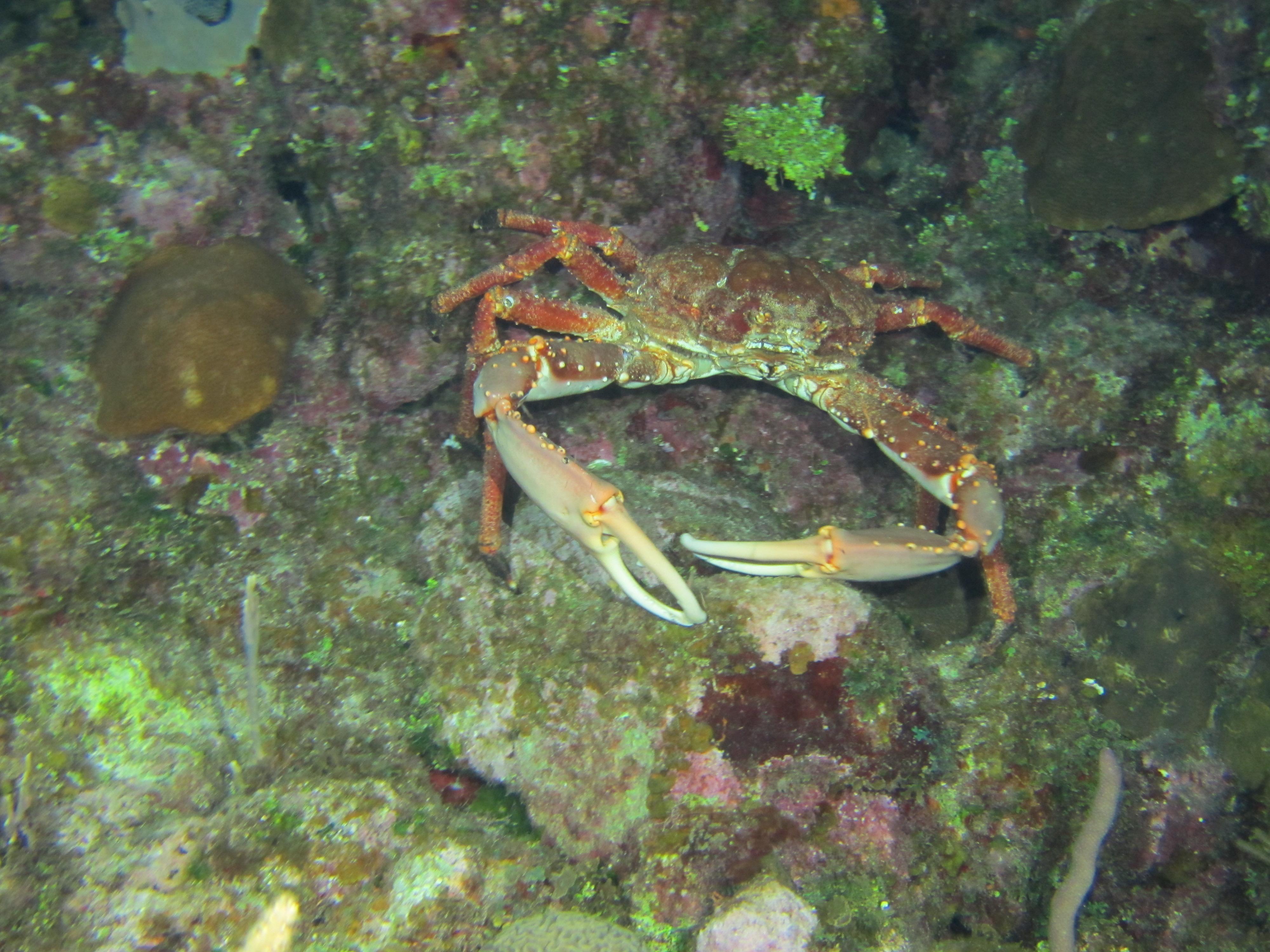 Caribbean King Crab