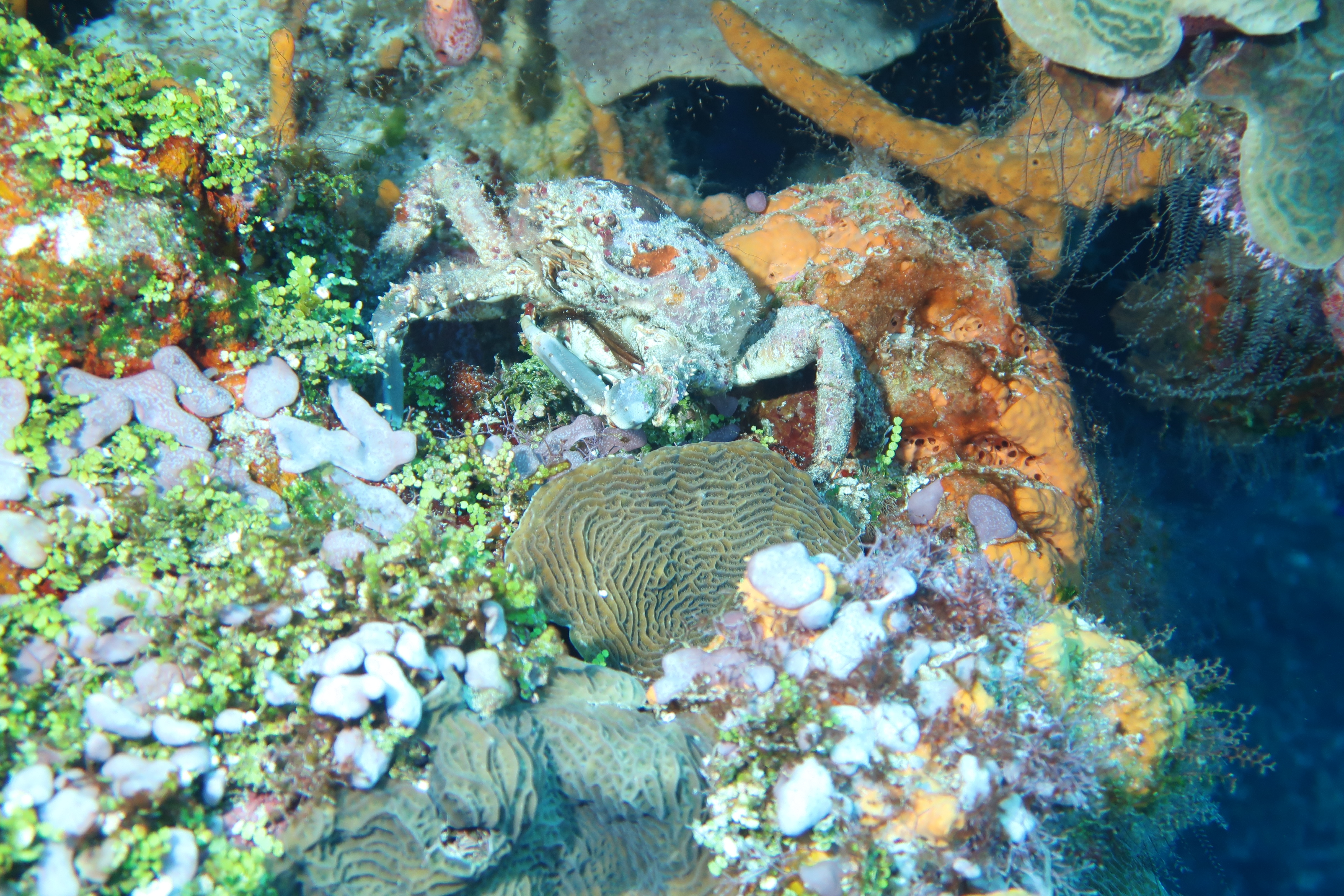 Caribbean King Crab
