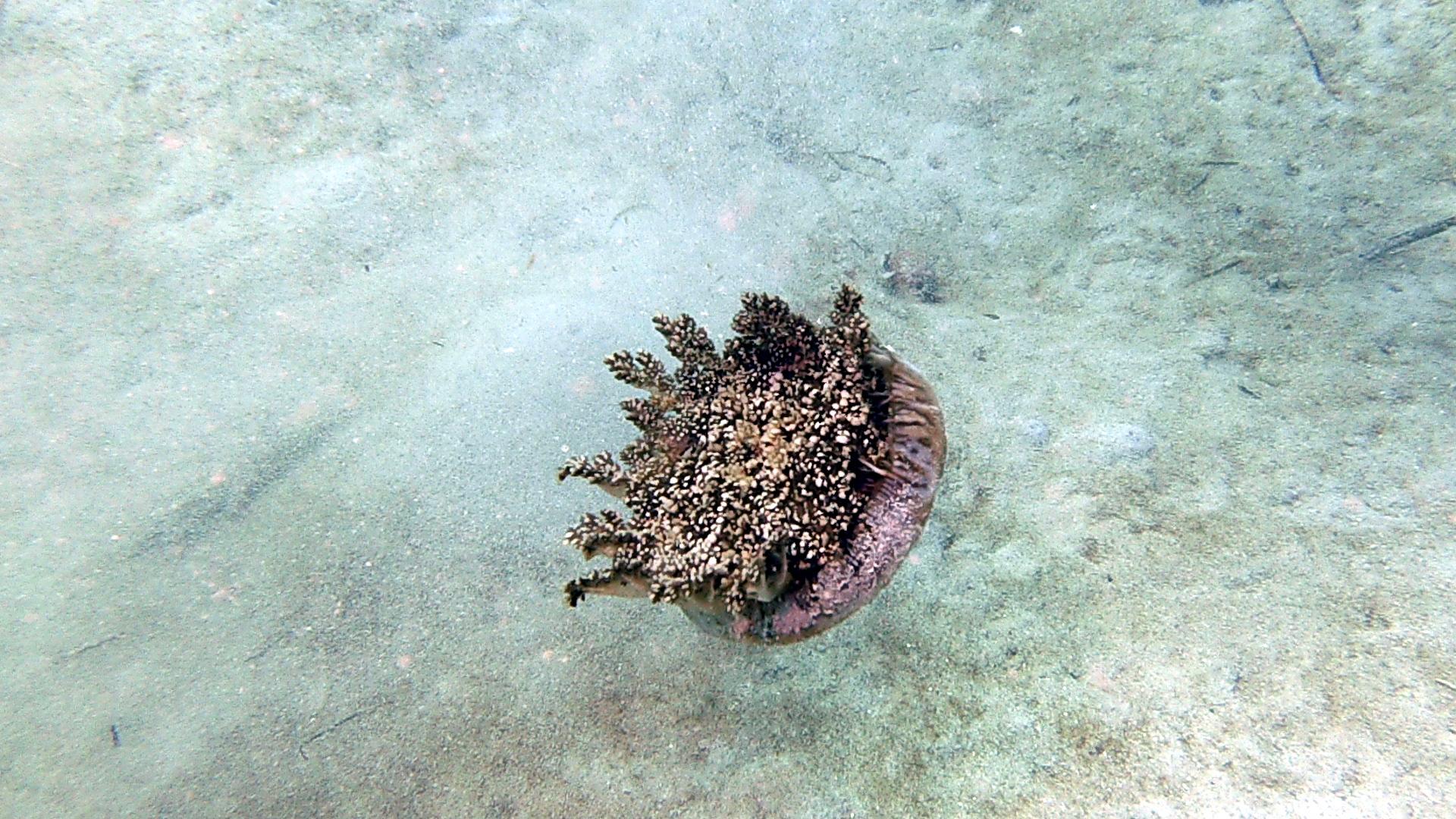 Cassiopea in the Blue Channel