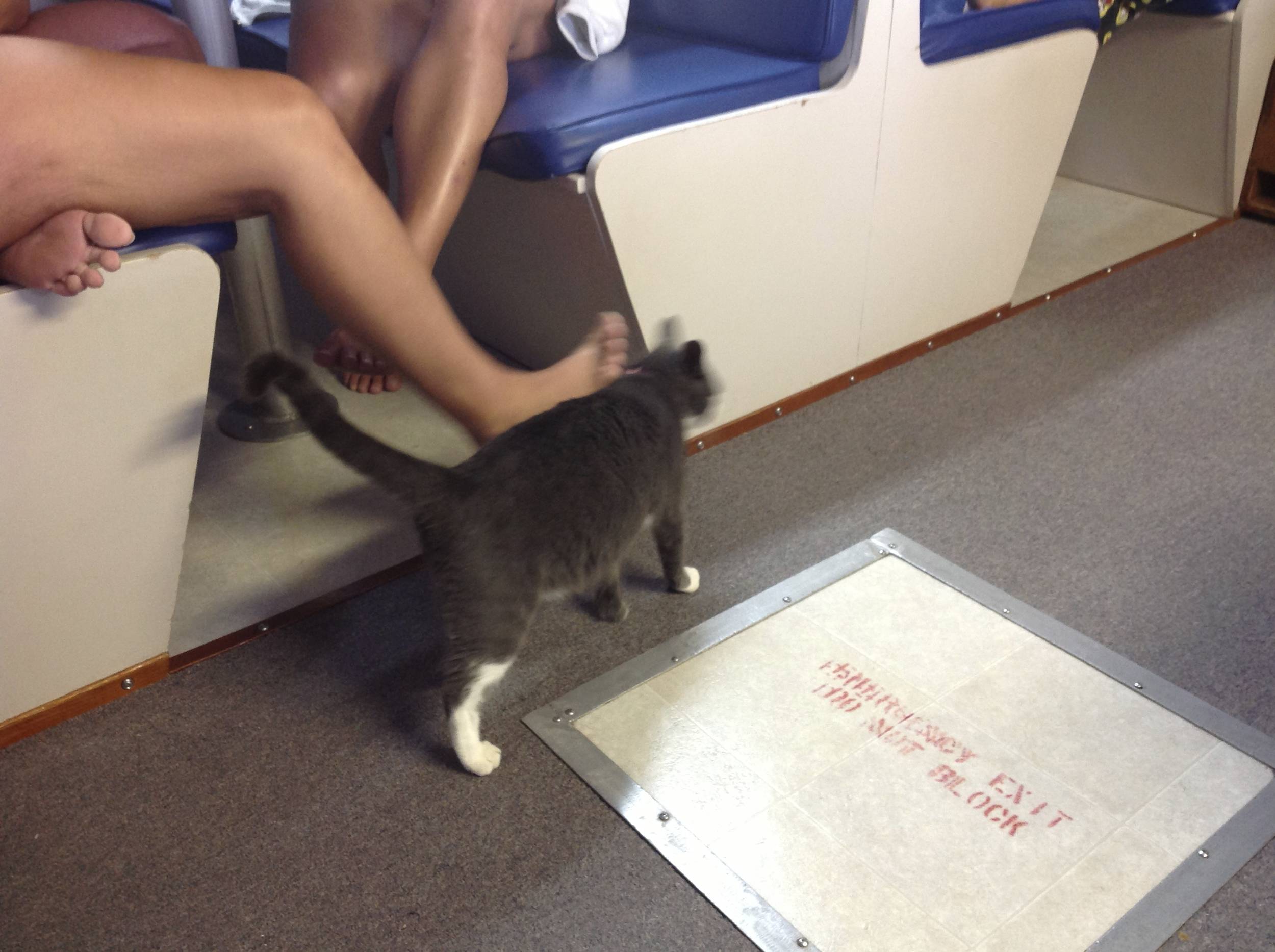 cat massage