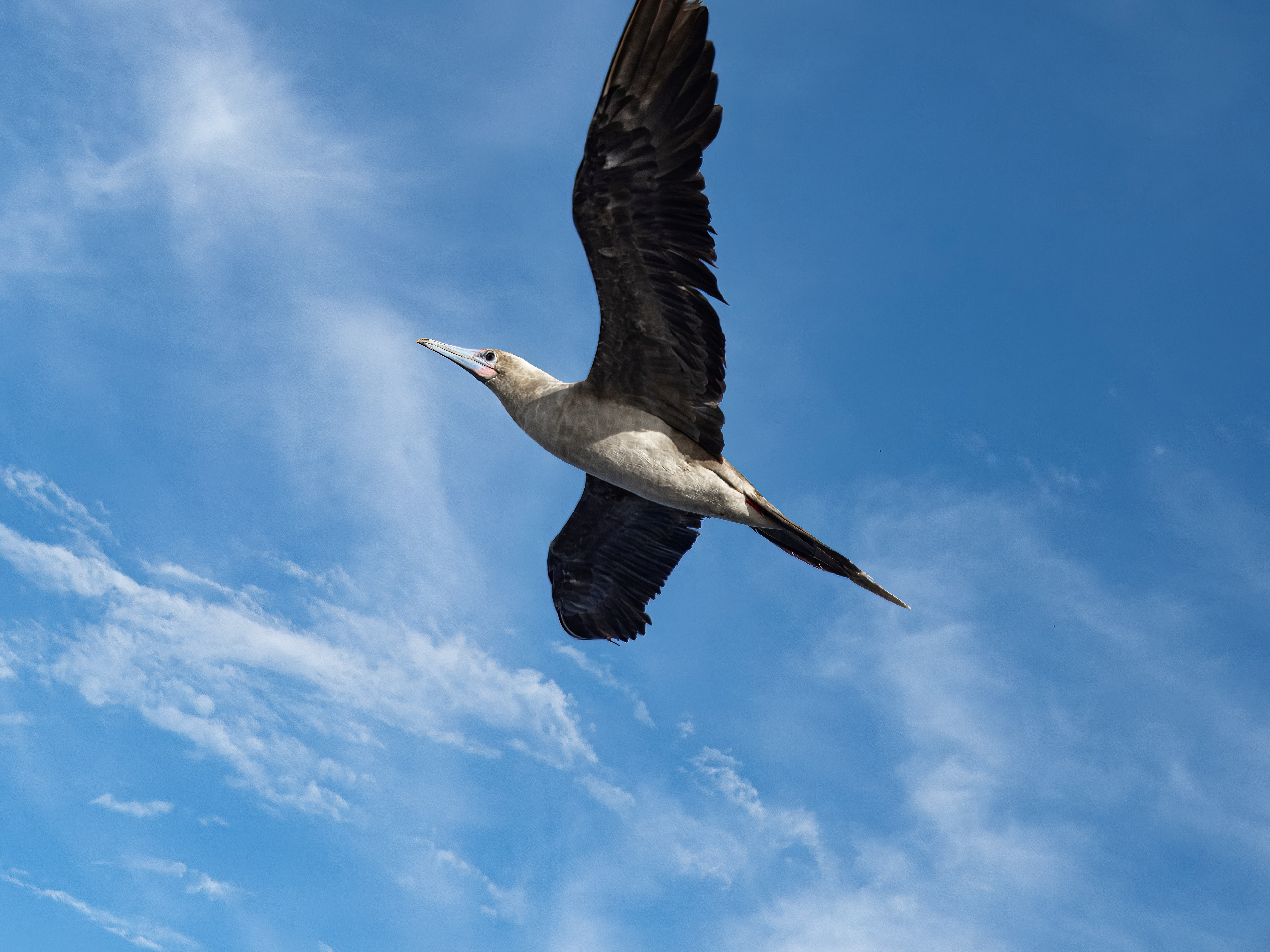 catching the breeze red.jpg