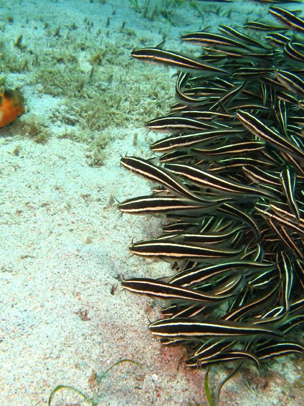 catfish school IMG_6452