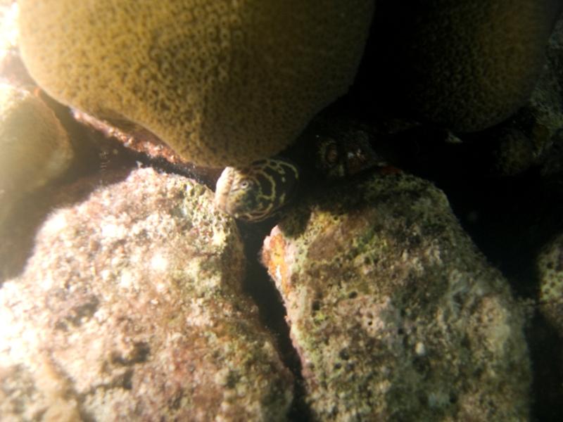ChainMorayEel
