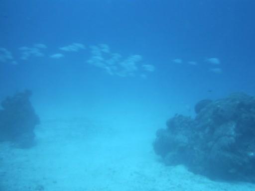 Chankanaab Park Scuba Dive