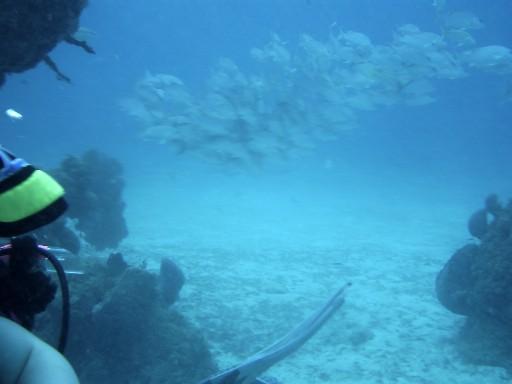 Chankanaab Park Scuba Dive