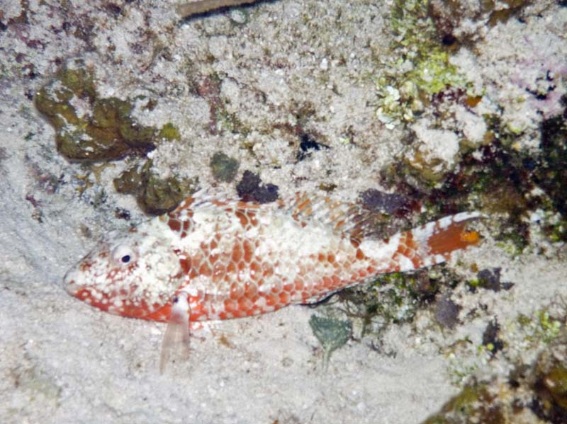 Channel Clinging Crab